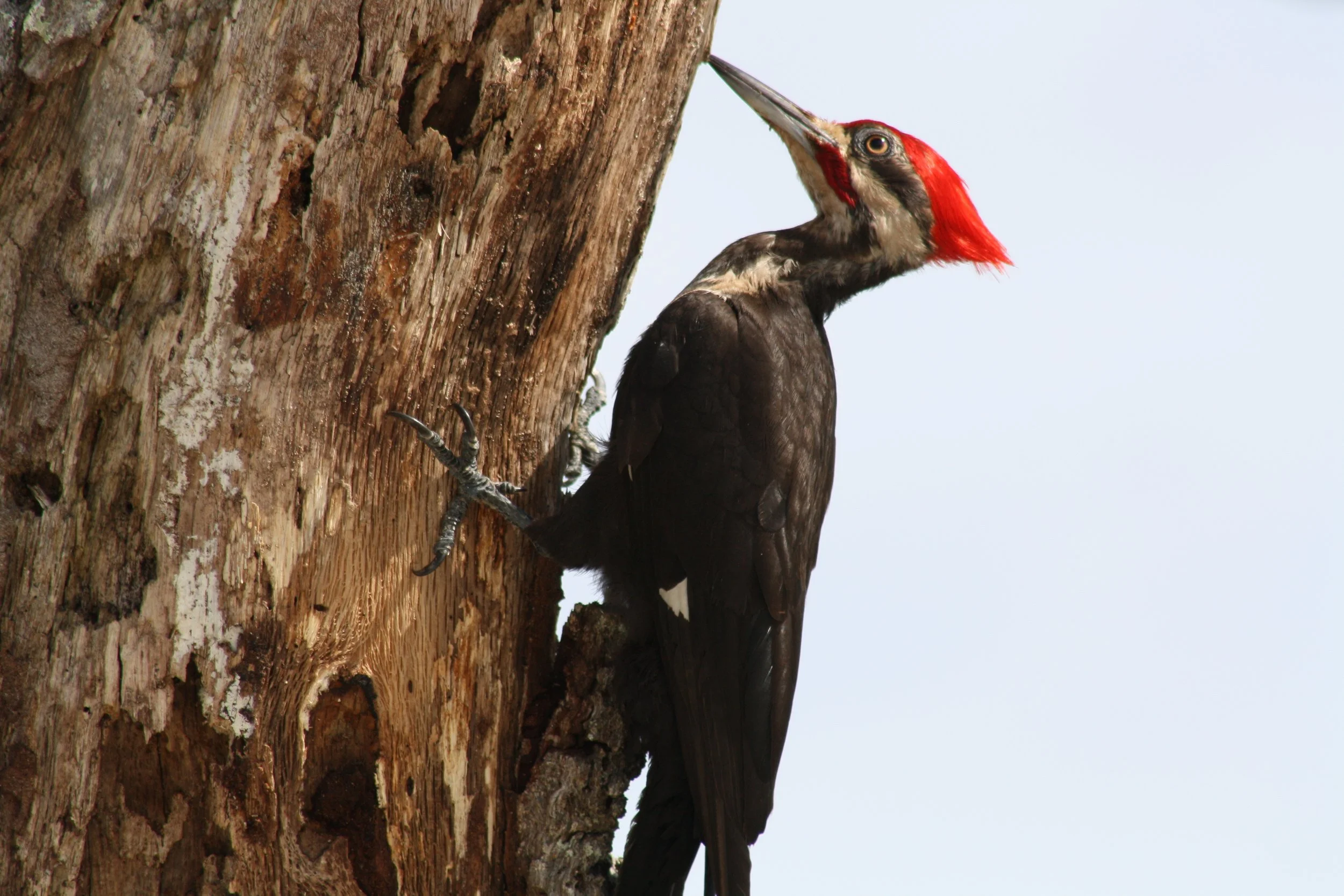 Pileated Woodpecker, Jekyll Island, GA, 2025.