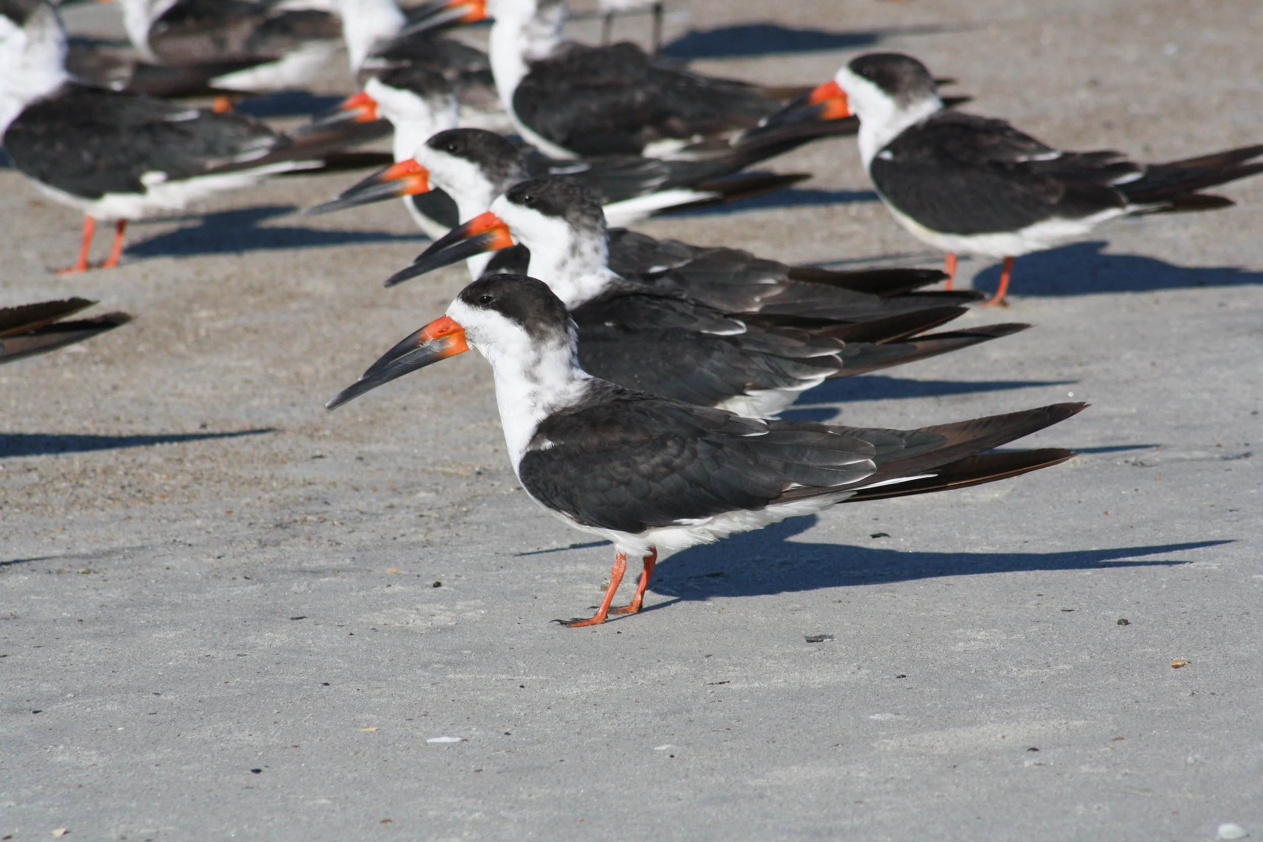 Black Skimmer, Tybee Island, GA, 2025.
