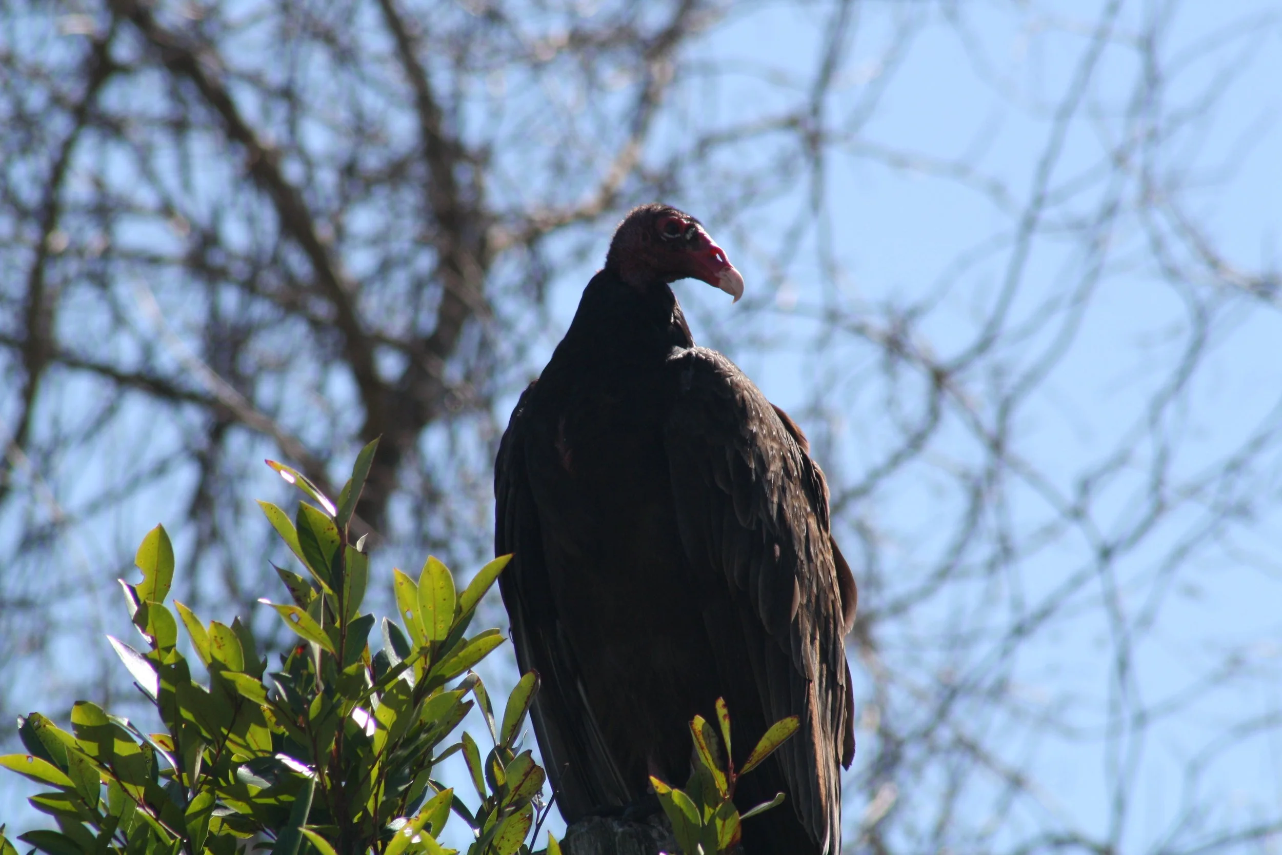 Turkey Vulture, Savannah, GA, 2026.