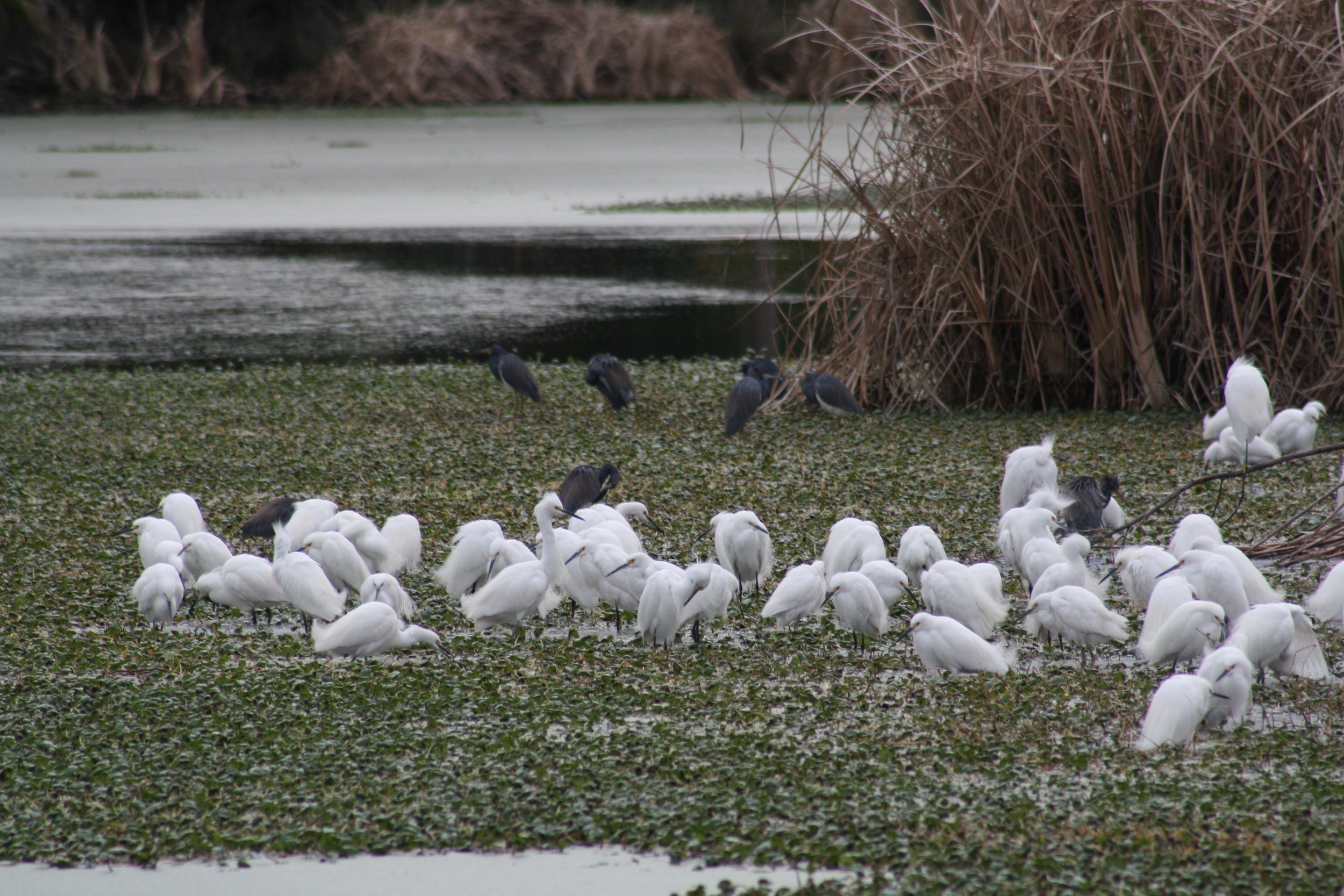 Snowy Egret and Tricolored Heron, Skidaway Island, GA, 2026.