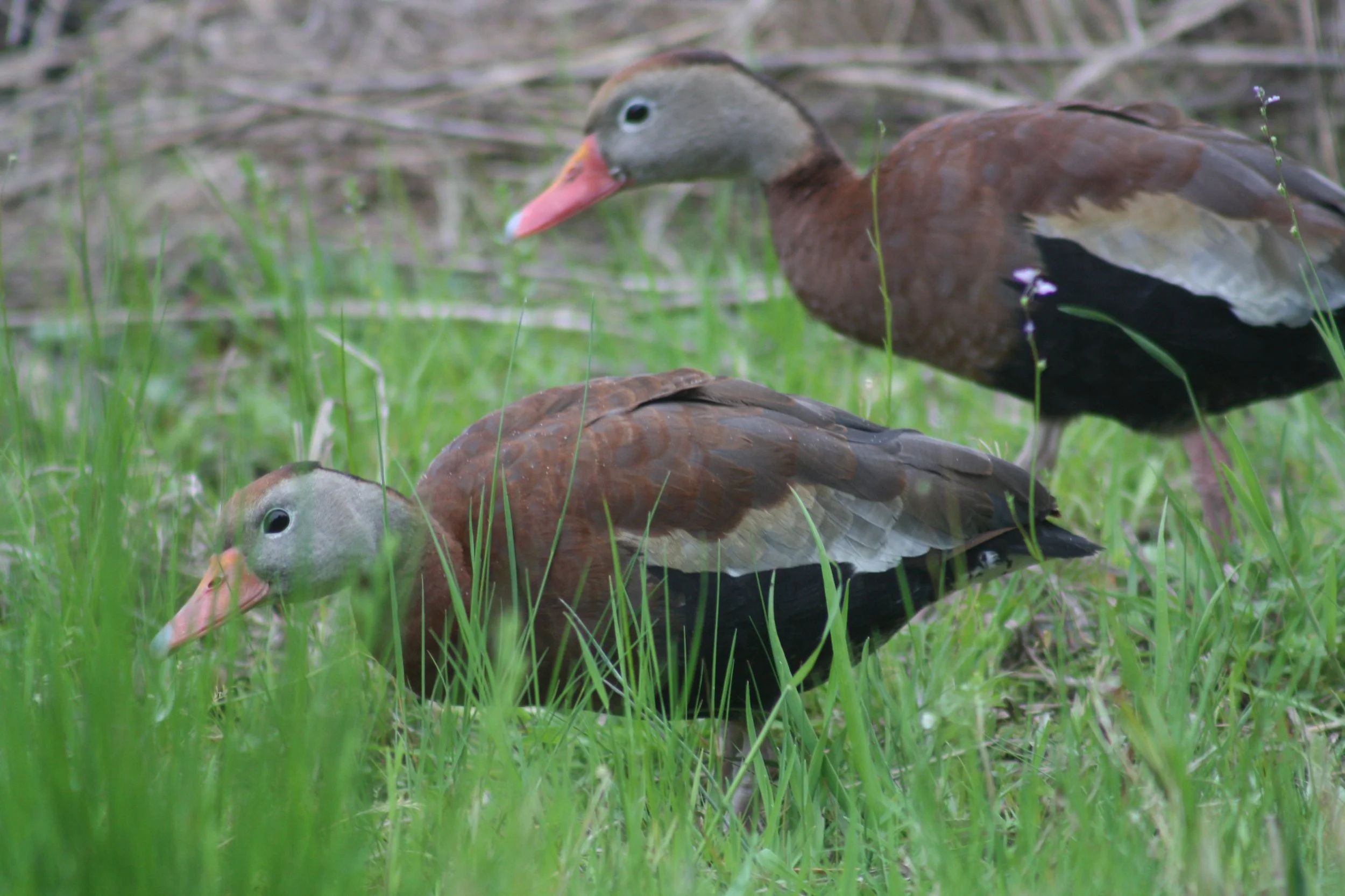 Black Bellied Whistling Duck, Hilton Head Island, SC, 2026.