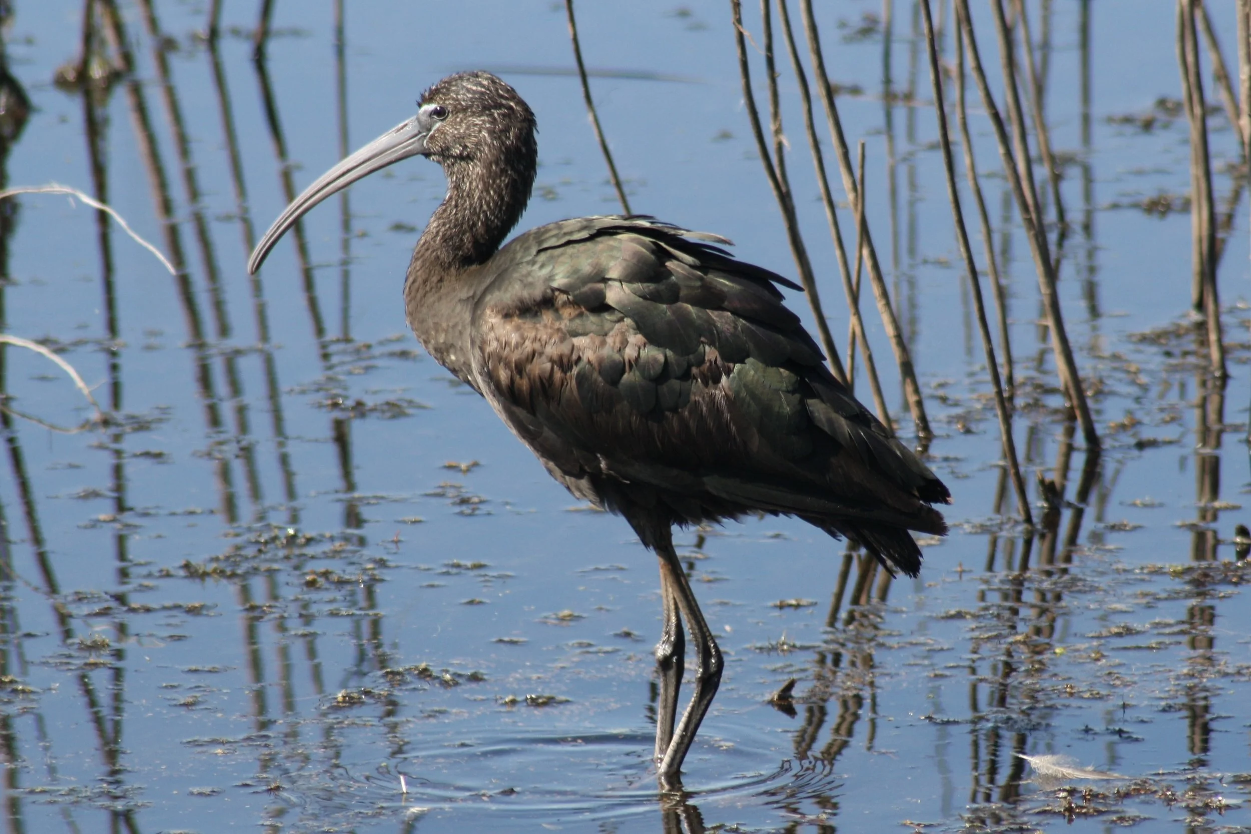 Glossy Ibis, Savannah, GA, 2026.
