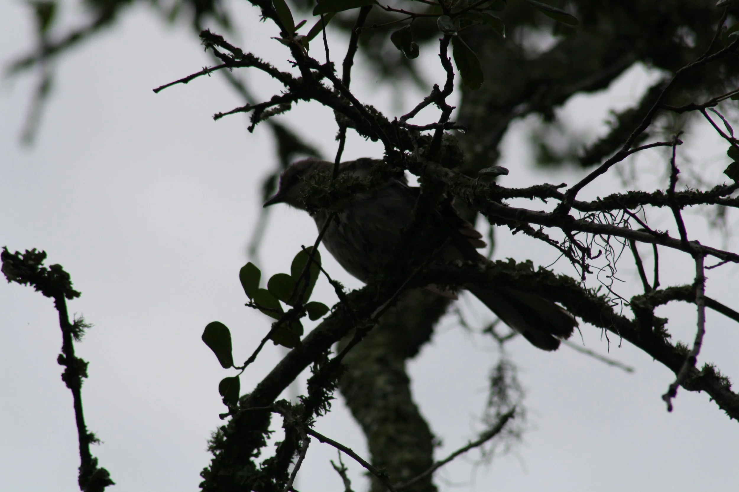Northern Mockingbird, Jekyll Island, GA, 2025.