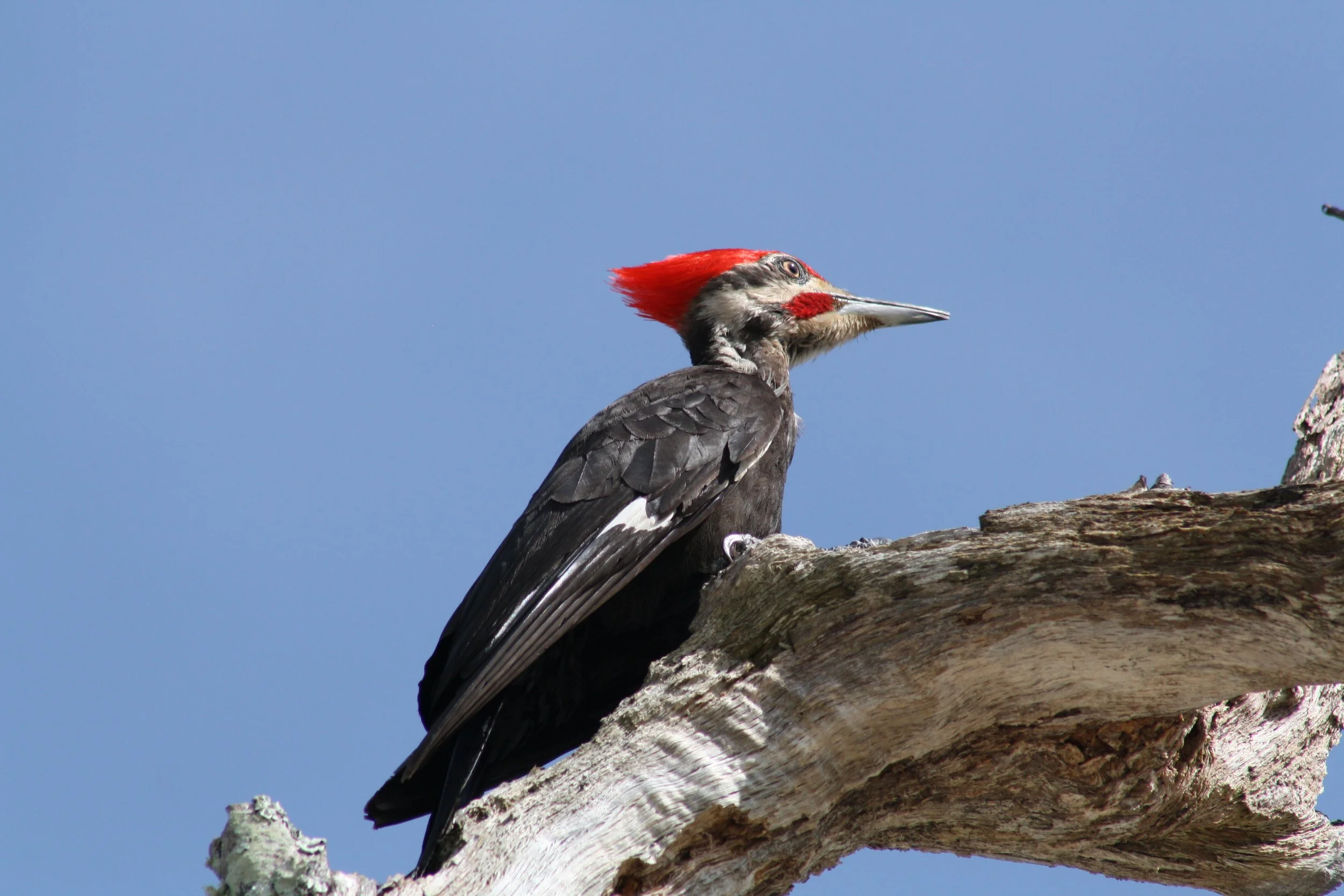 Pileated Woodpecker, Jekyll Island, GA, 2025.