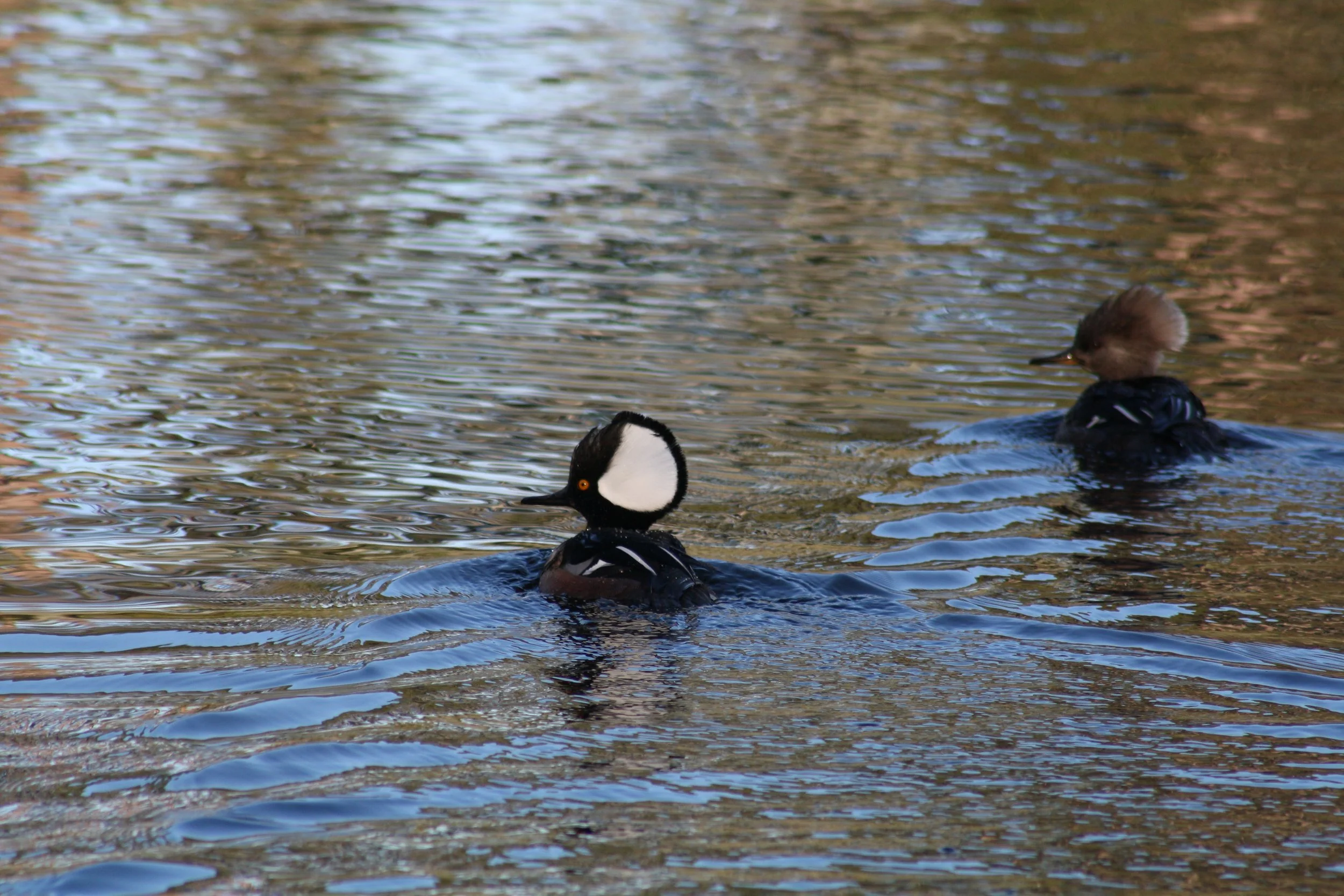 Hooded Merganser, Jekyll Island, GA, 2026.