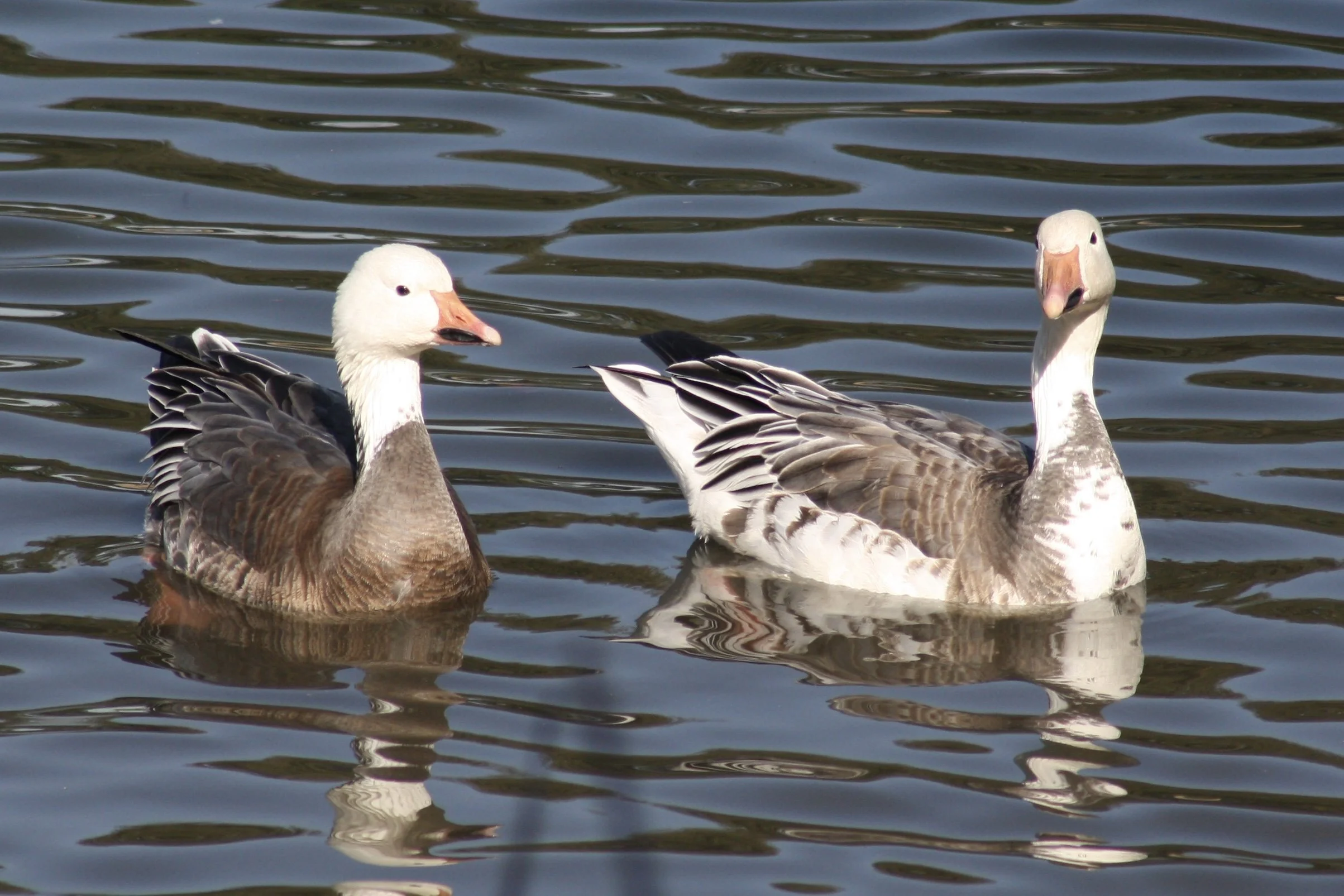 Snow Goose, Savannah, GA, 2026.