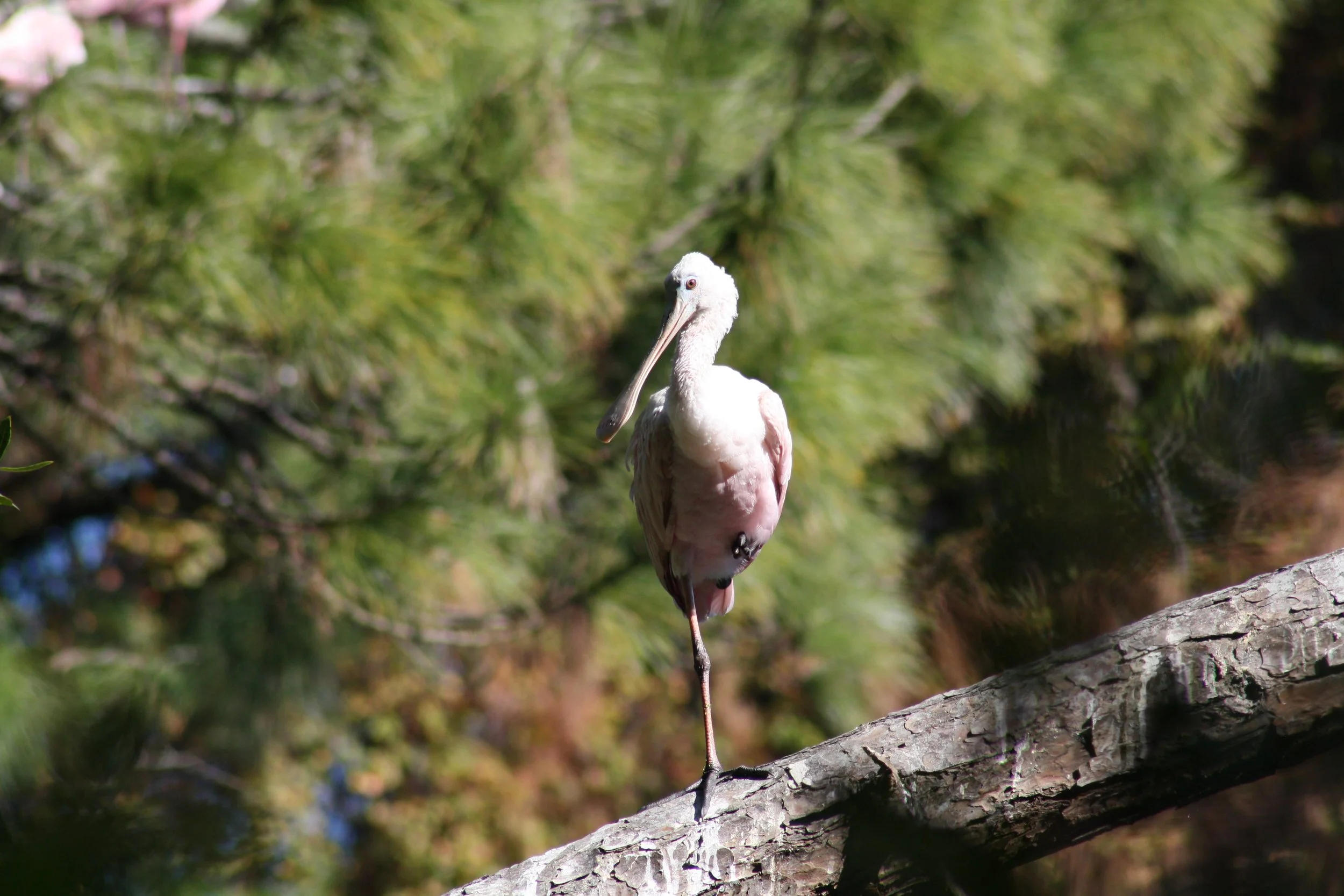 Roseate Spoonbill, Jekyll Island, GA, 2025.