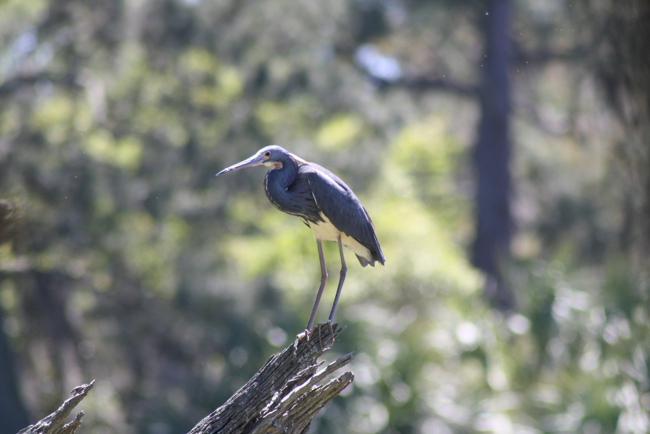 Tricolored Heron, Savannah, GA, 2026.