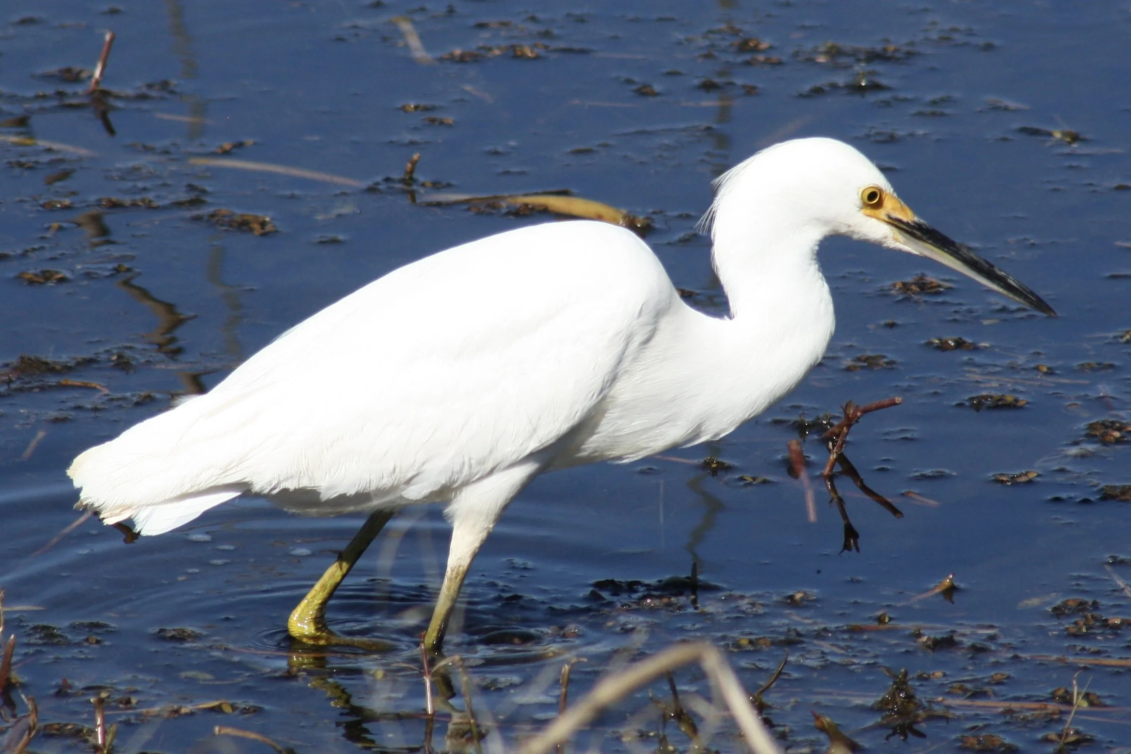 Snowy Egret, Savannah, GA, 2026.