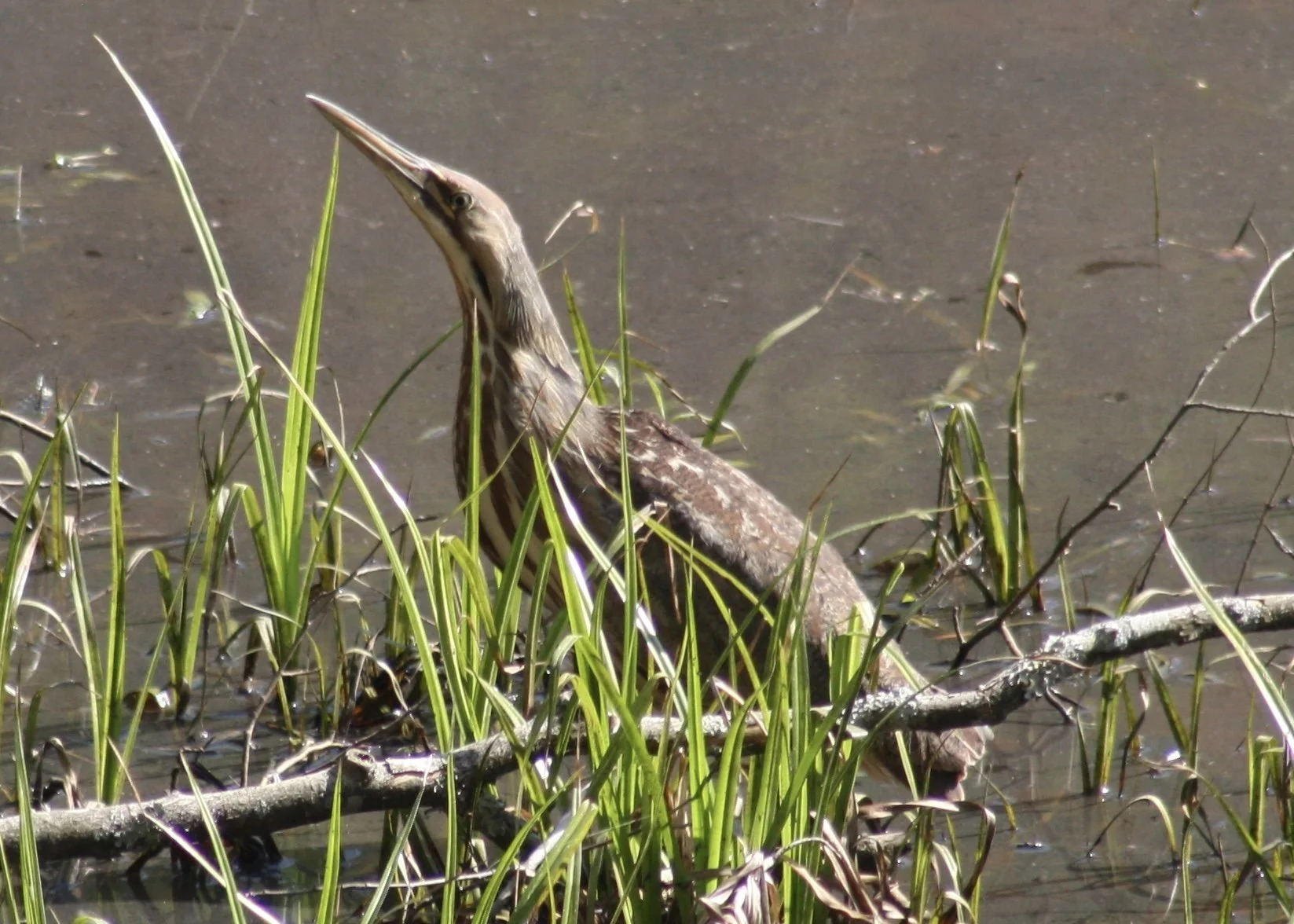 American Bittern, Atlanta, GA, 2026.