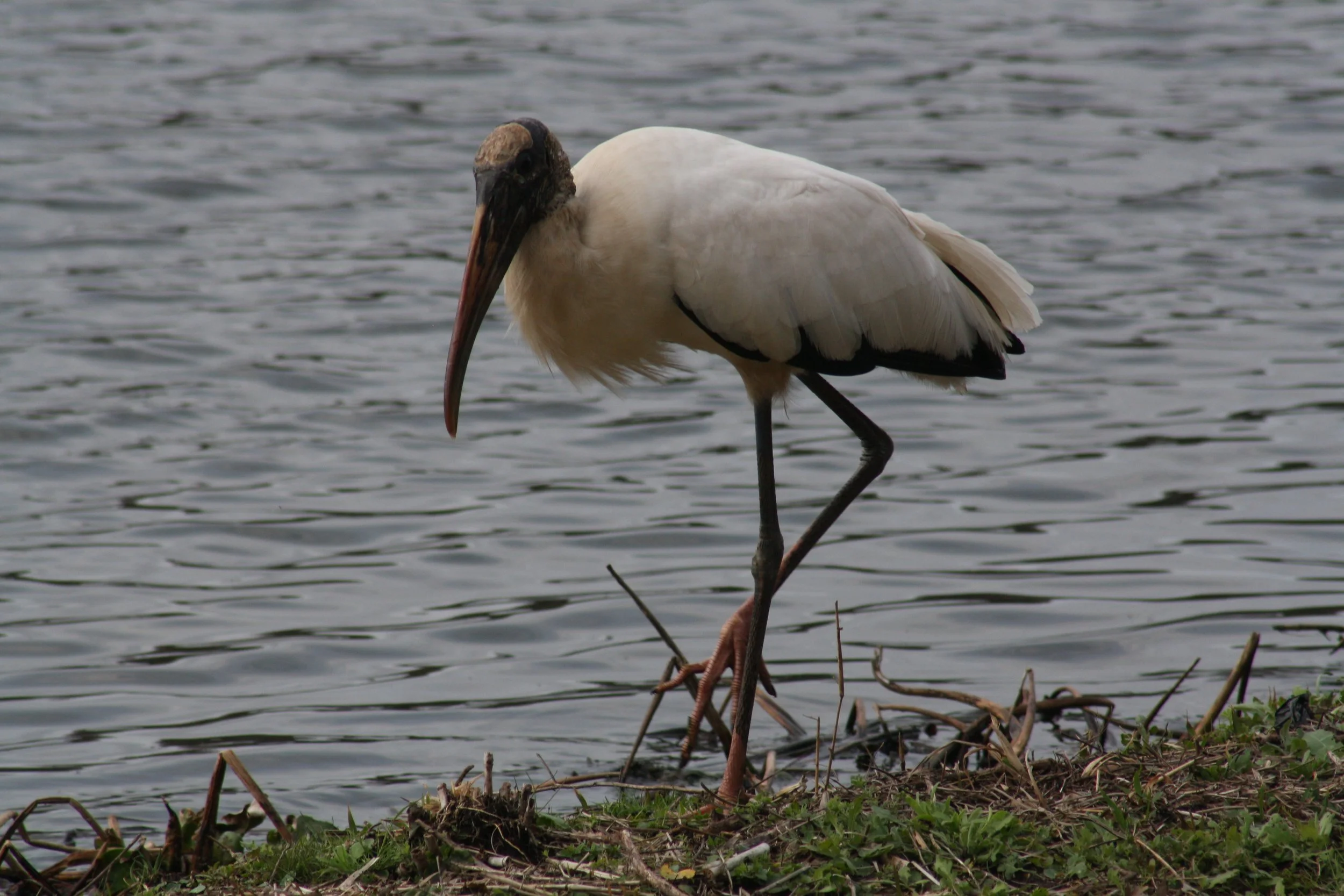 Wood Stork, Savannah, GA, 2026.