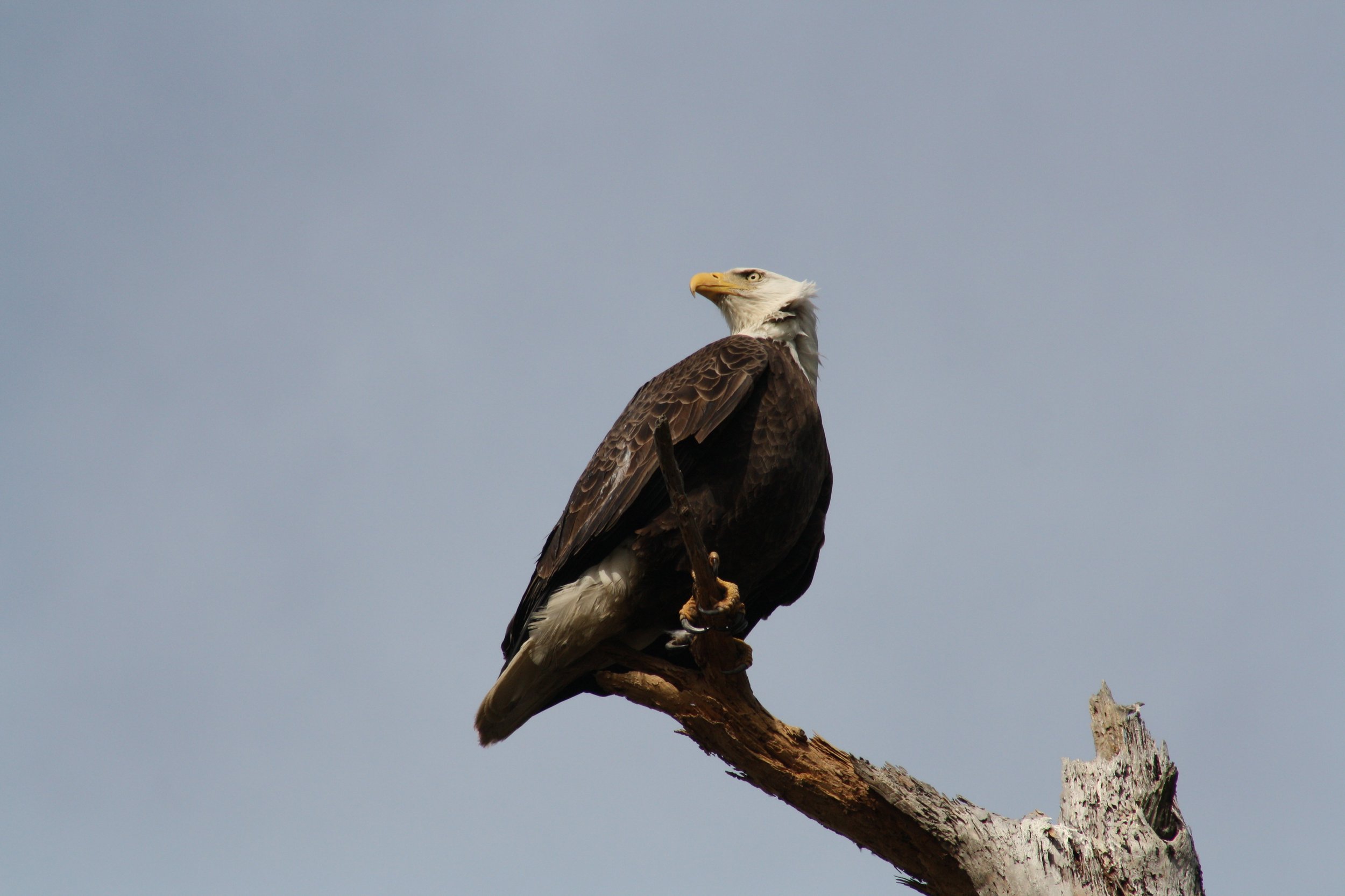 Bald Eagle, Fort Pulaski, GA, 2026.