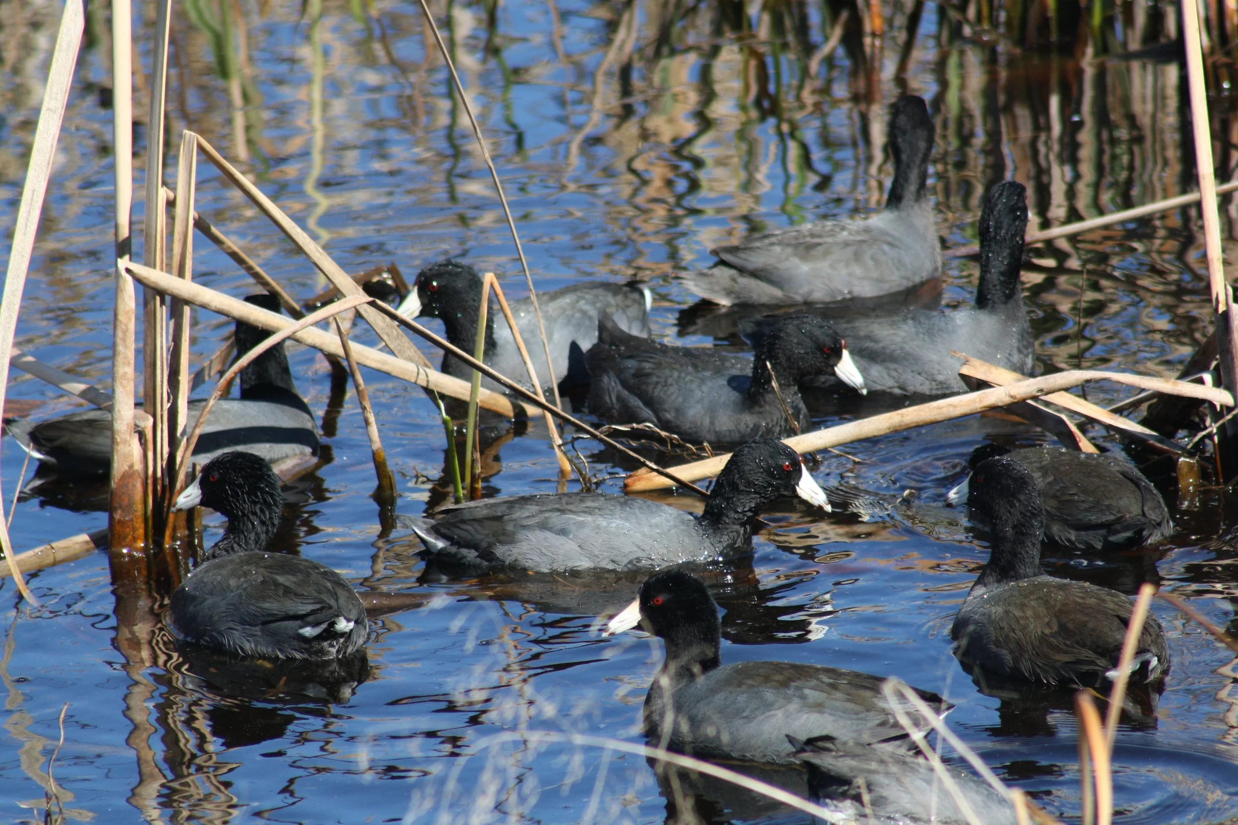 American Coot, Savannah, GA, 2026.