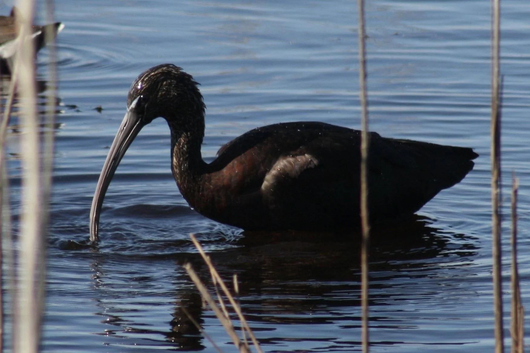 Glossy Ibis, Savannah, GA, 2026.