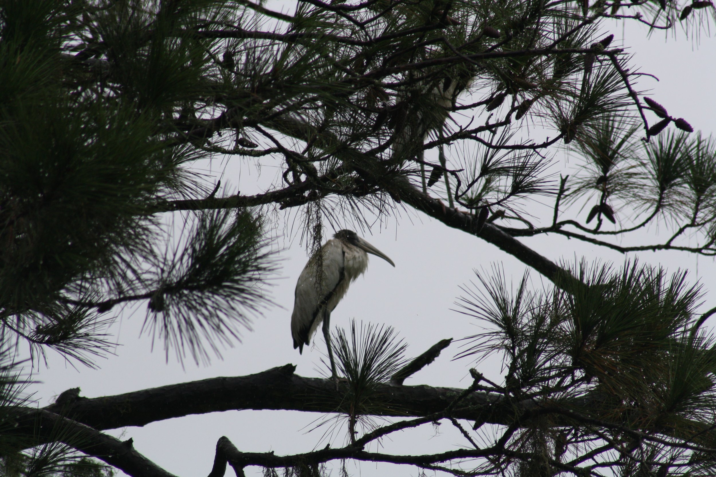 Wood Stork, Skidaway Island, GA, 2025.
