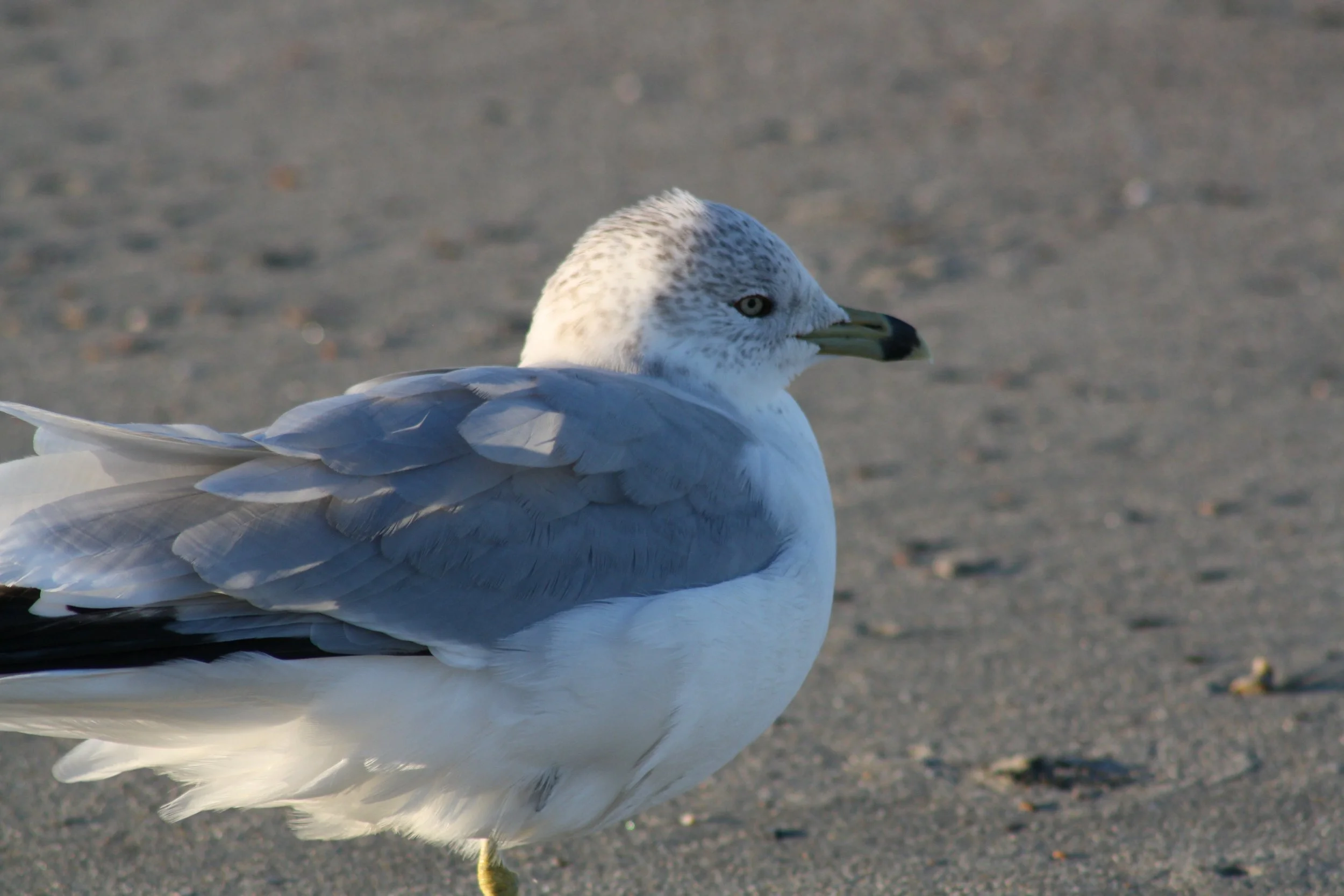 Ring Billed Gull, Tybee Island, GA, 2025.