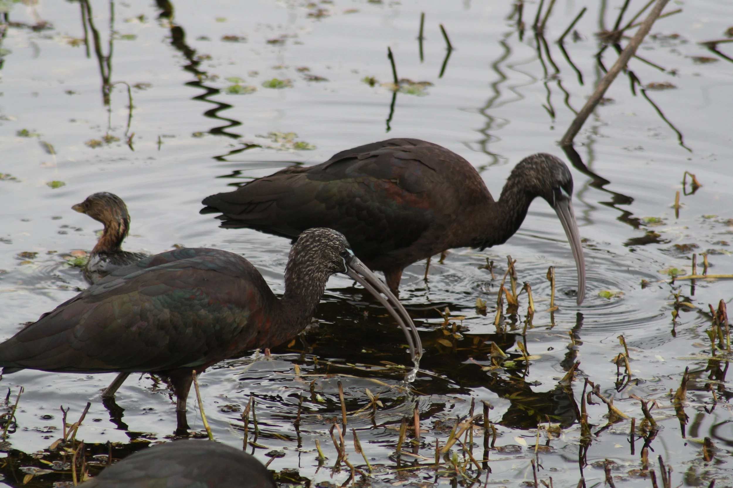 Glossy Ibis and Pied Billed Grebe, Savannah, GA, 2026.