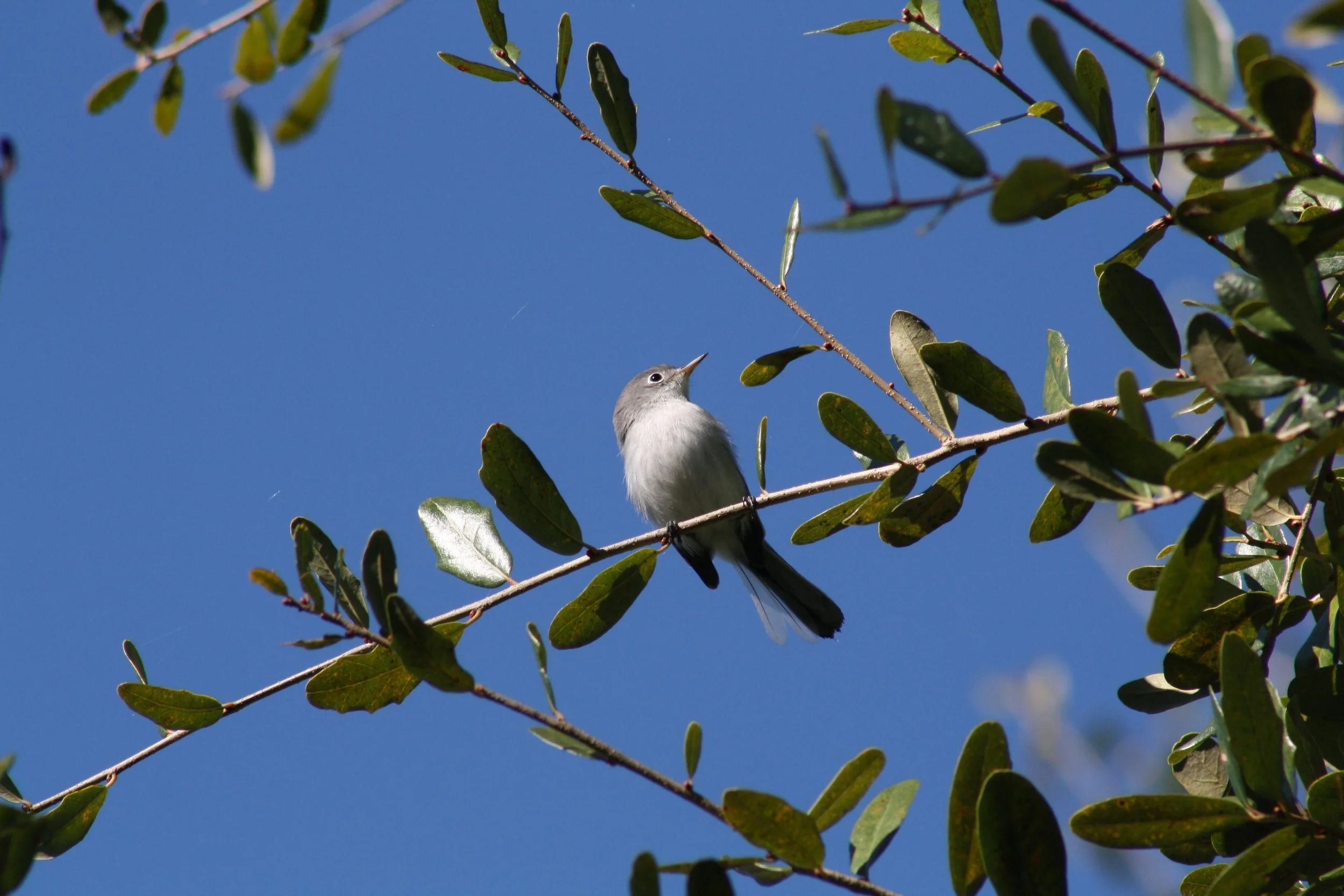 Blue Gray Gnatcatcher, Savannah, GA, 2025.
