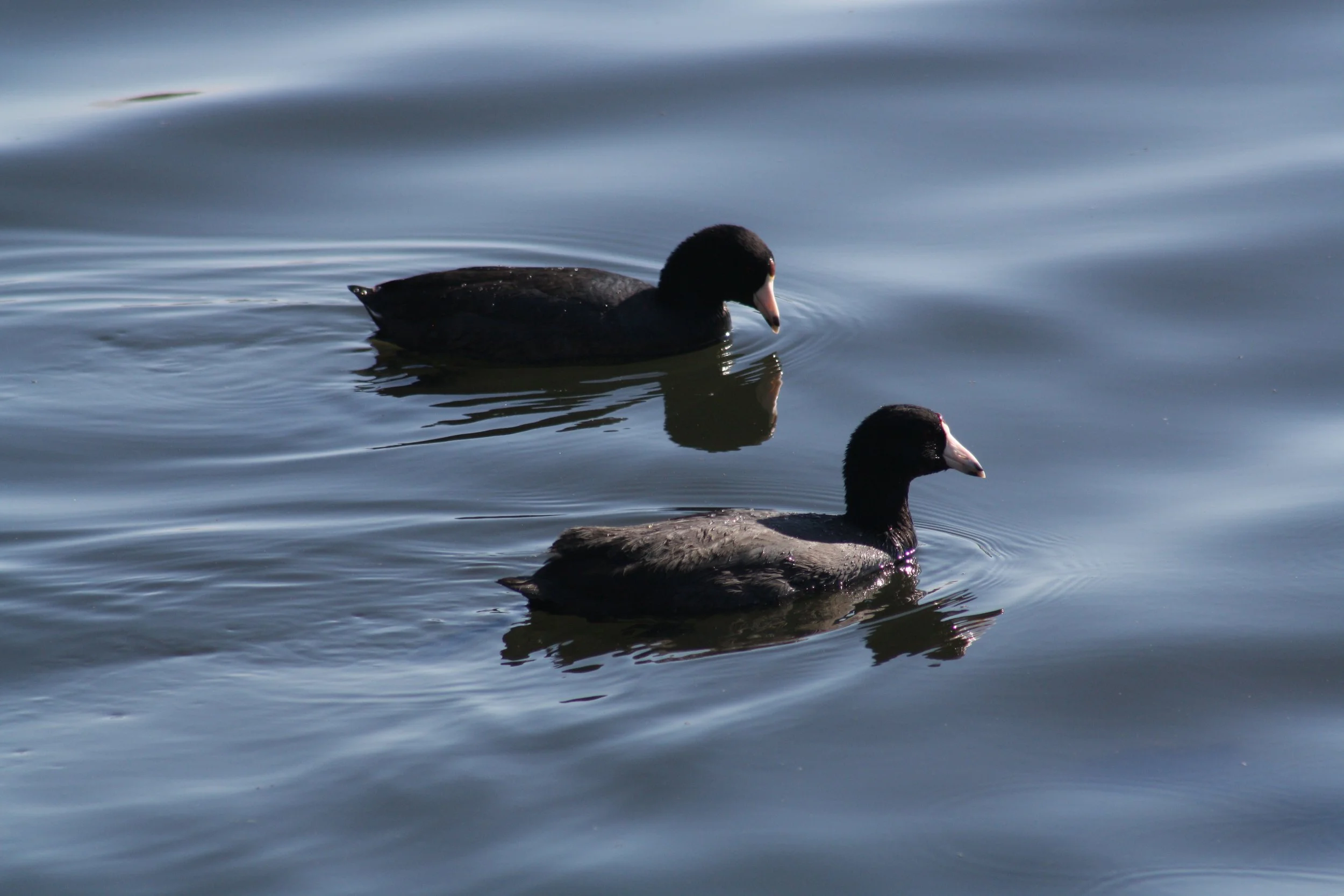 American Coot, Savannah, GA, 2026.