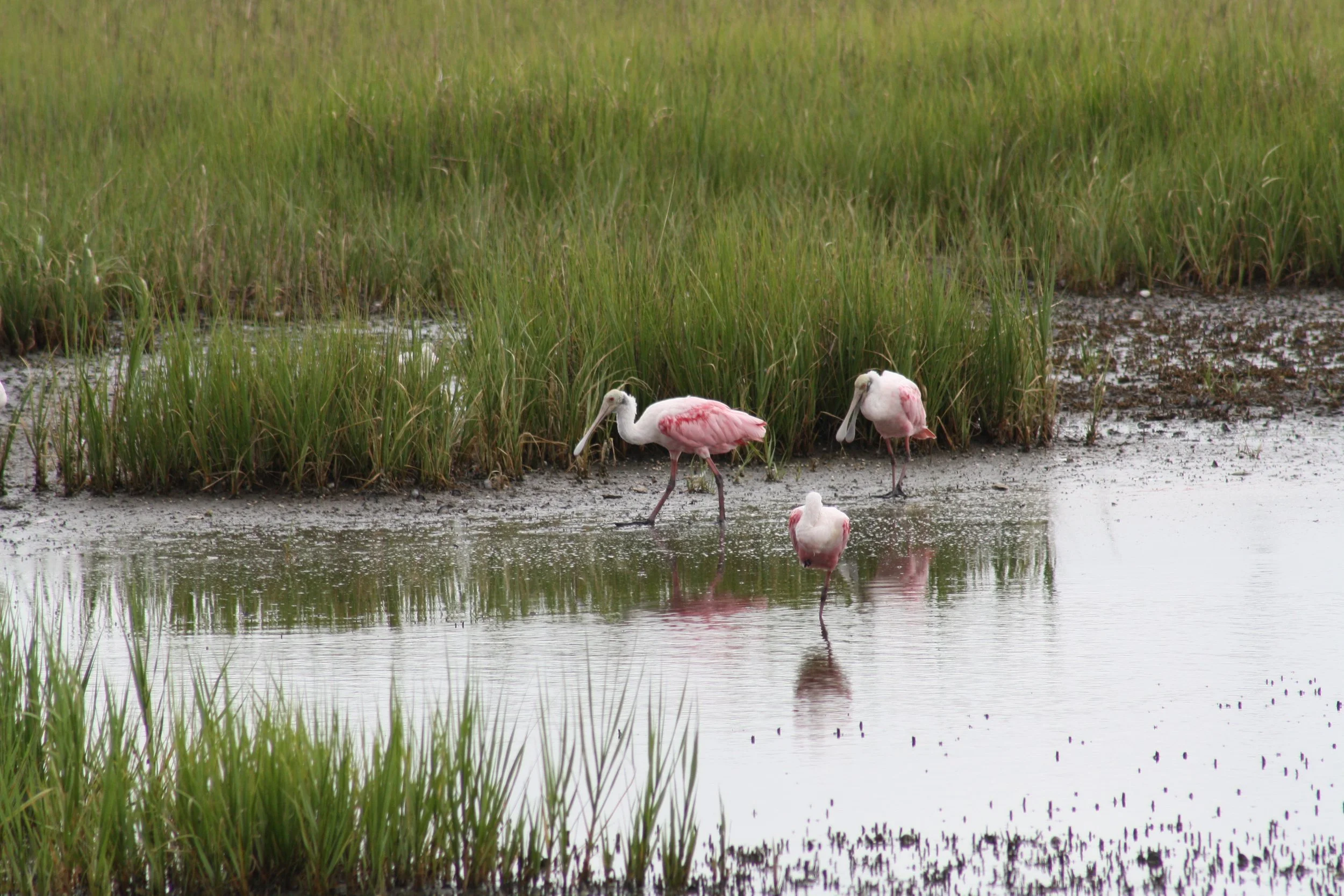Roseate Spoonbill, Andrew's Island Causeway, GA, 2025.