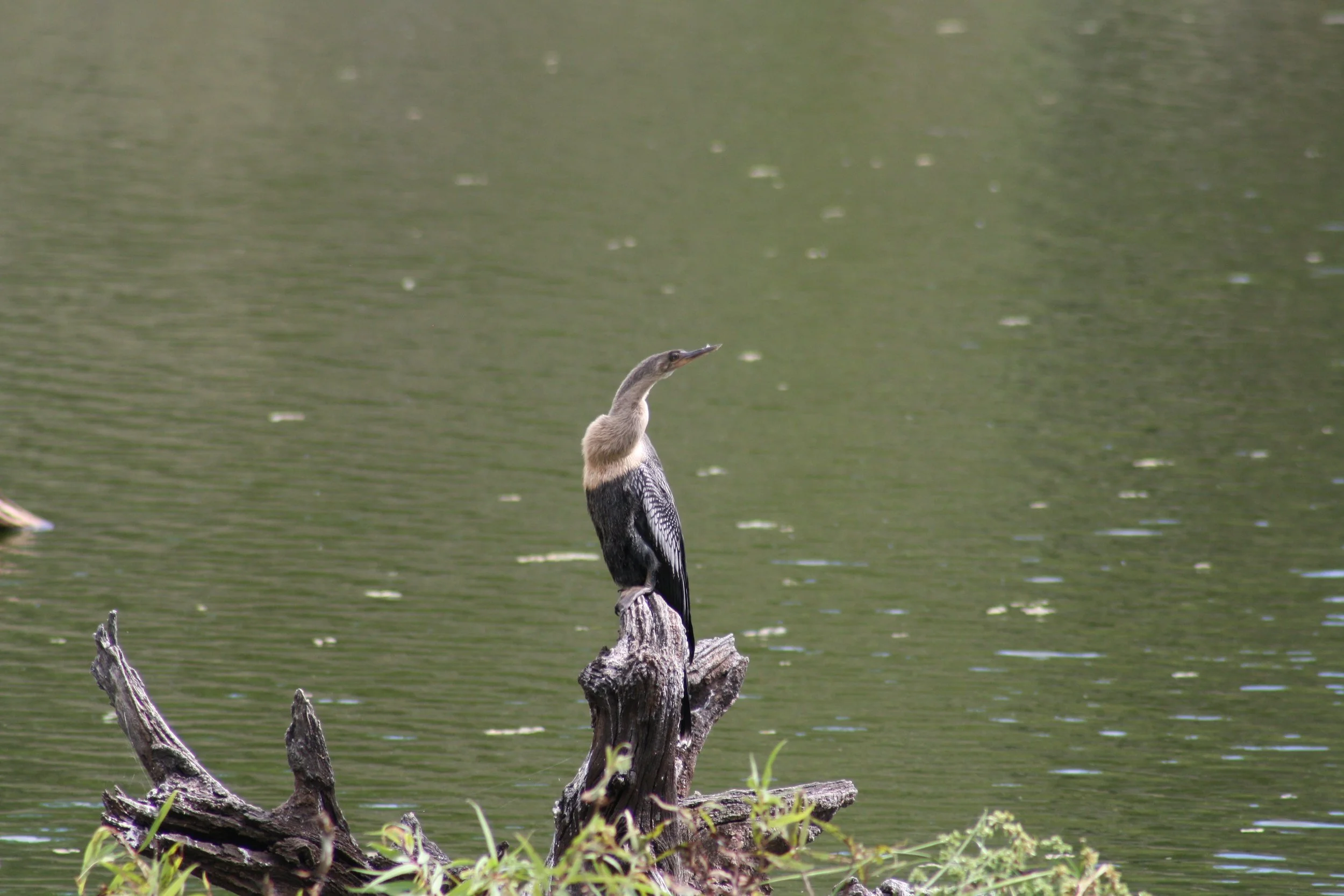Anhinga, Harris Neck, GA, 2025.