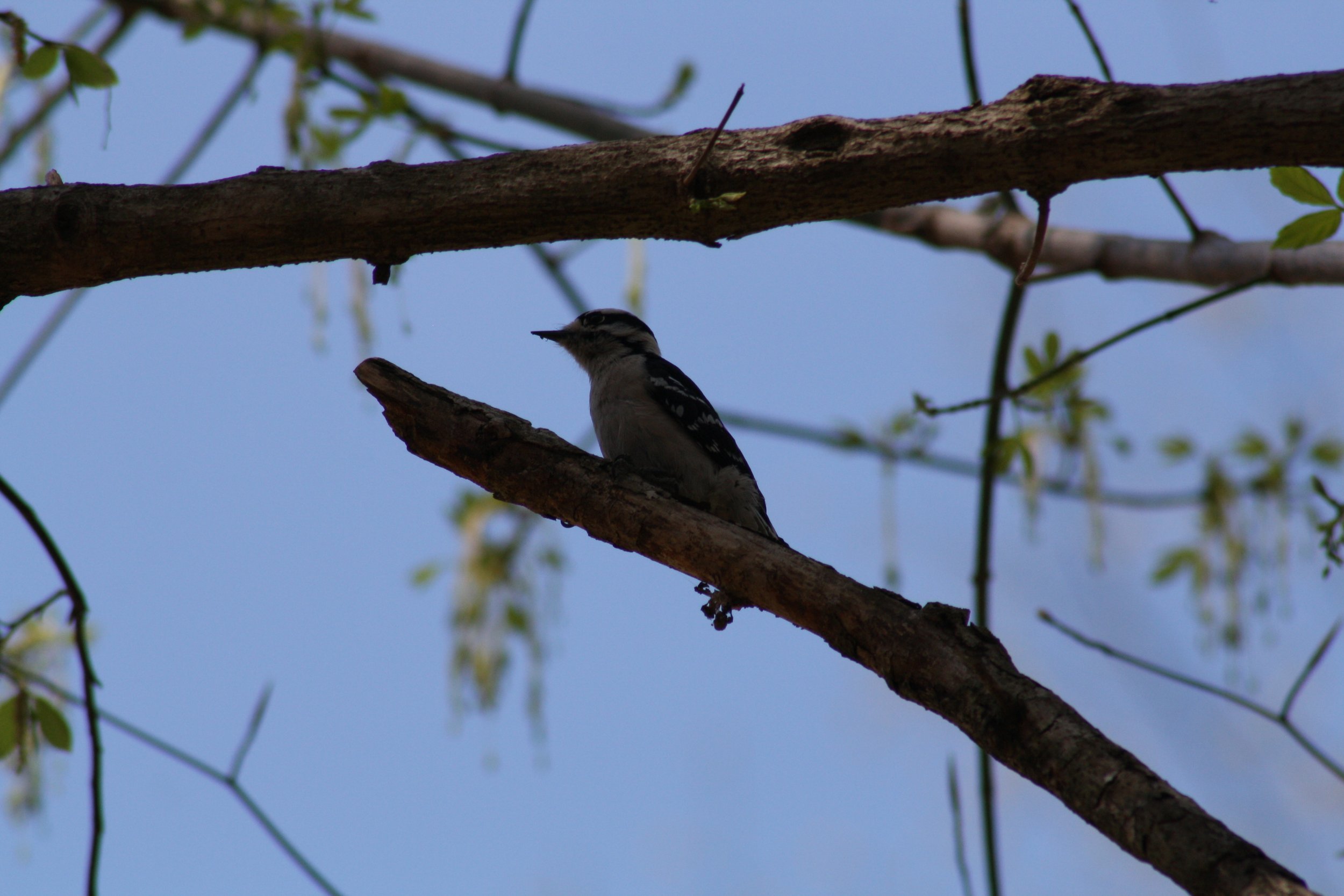 Downy Woodpecker, Roswell, GA, 2025.