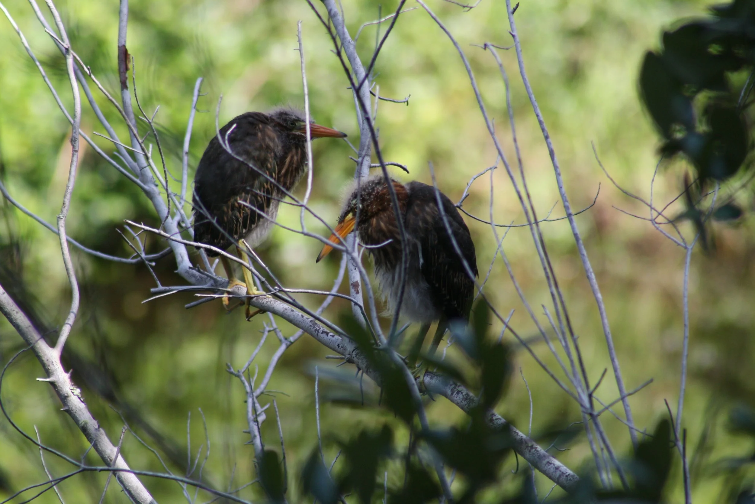 Green Heron, Jekyll Island, GA, 2025.