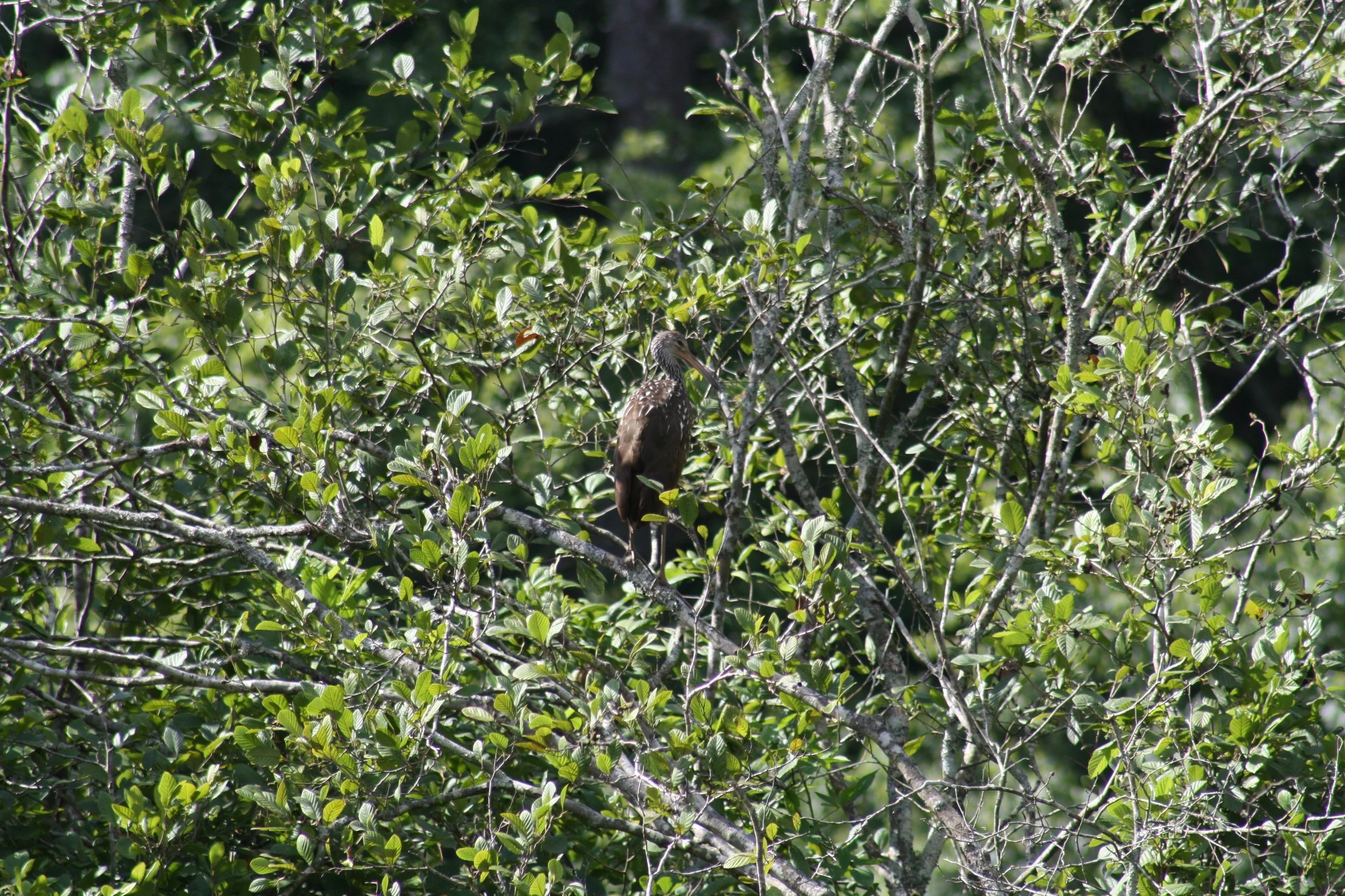 Limpkin, Auburn, GA, 2025.