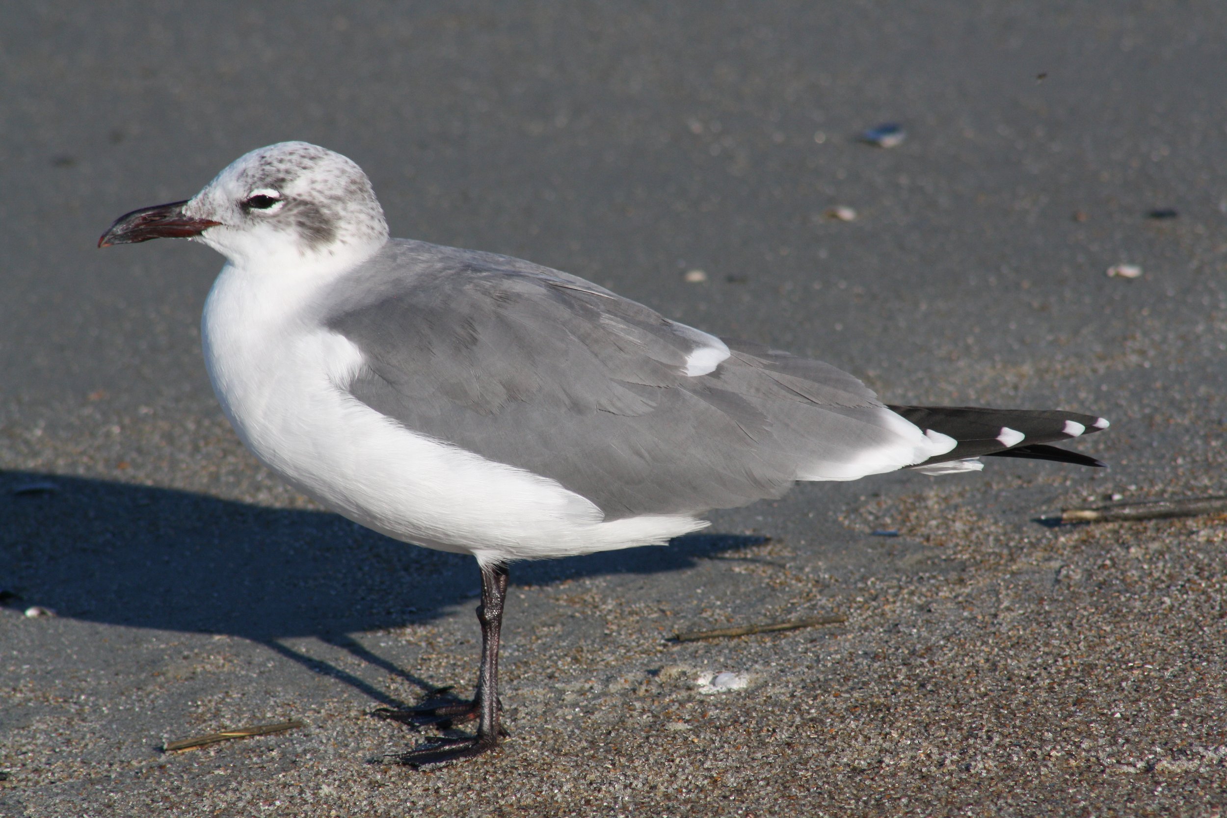 Laughing Gull, Tybee Island, GA, 2025.