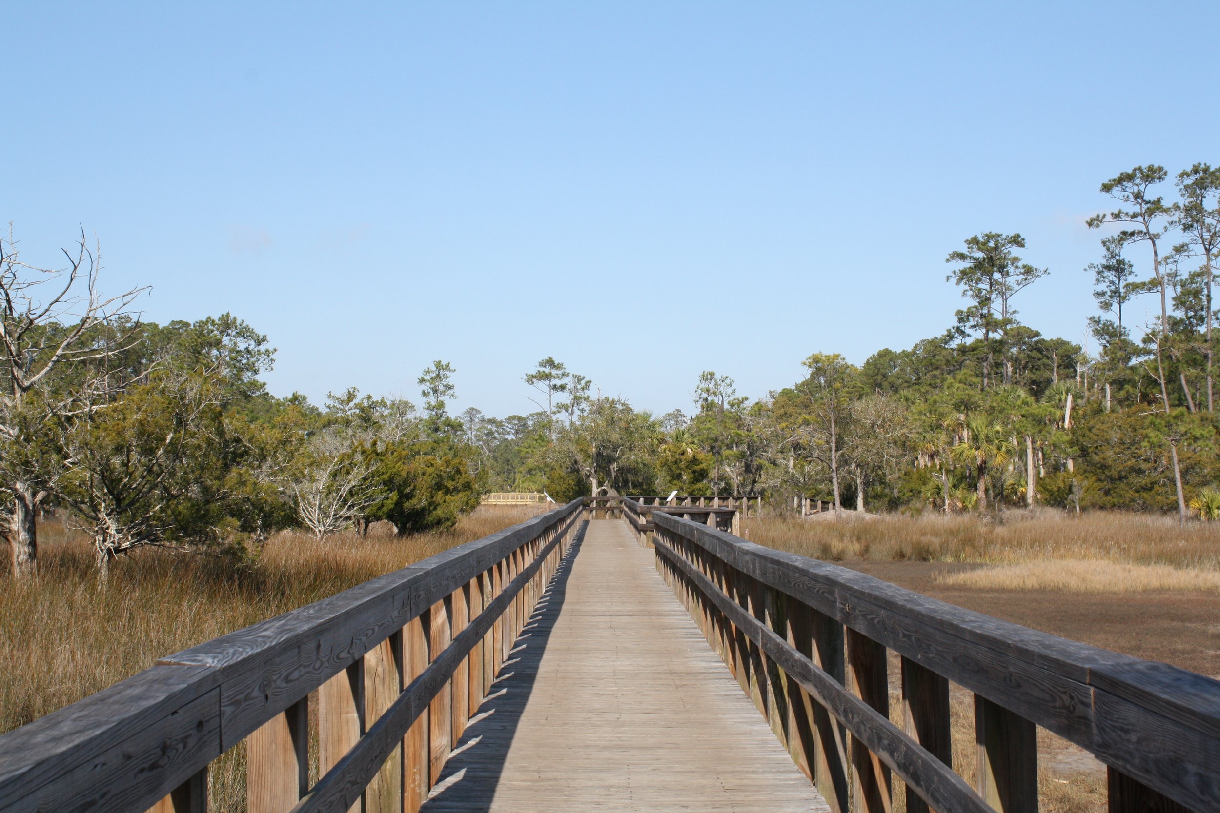 Skidaway Island, GA, 2025.