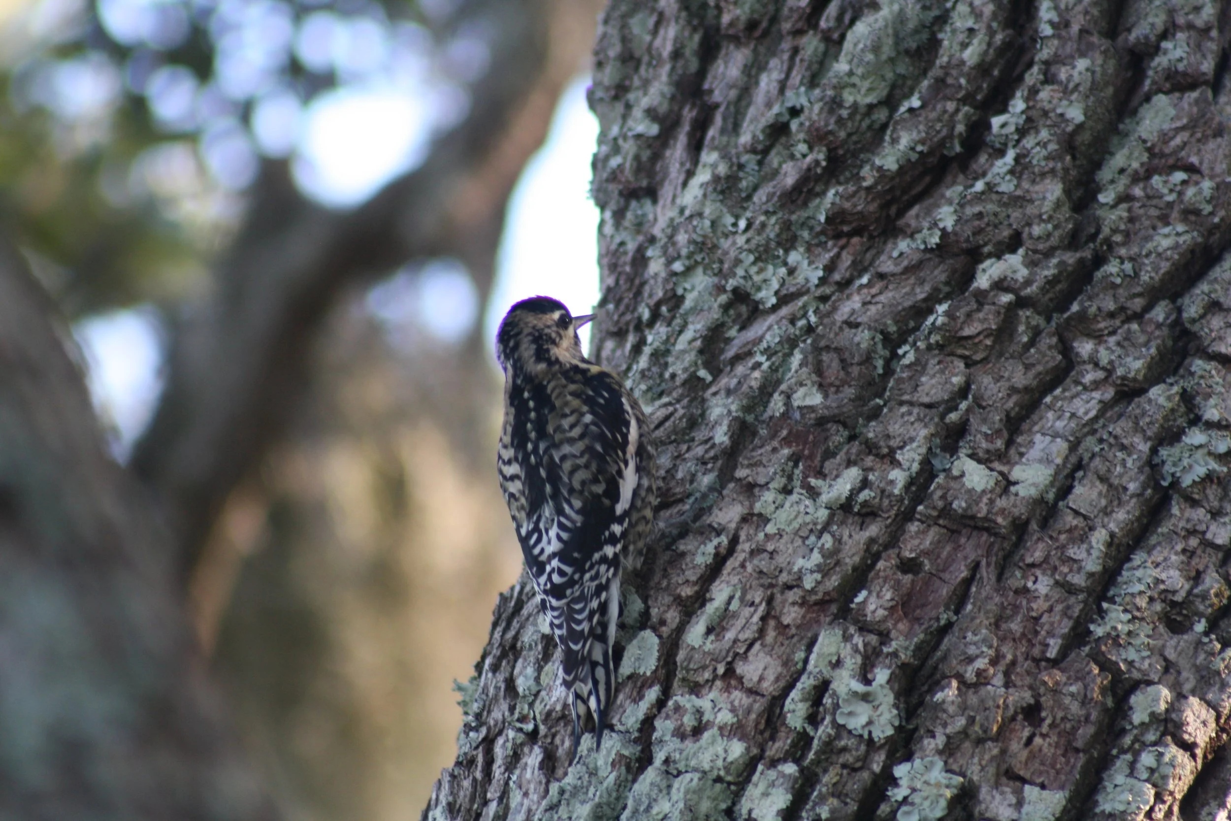 Yellow Bellied Sapsucker, Jekyll Island, GA, 2025.