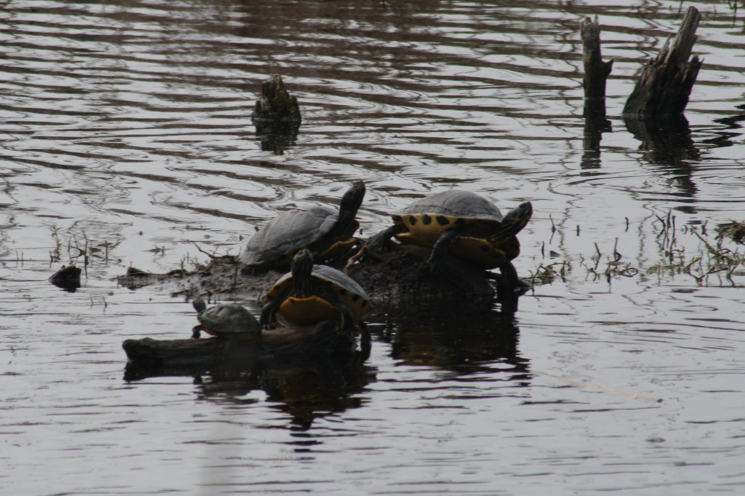 Turtle, Hilton Head Island, SC, 2026.