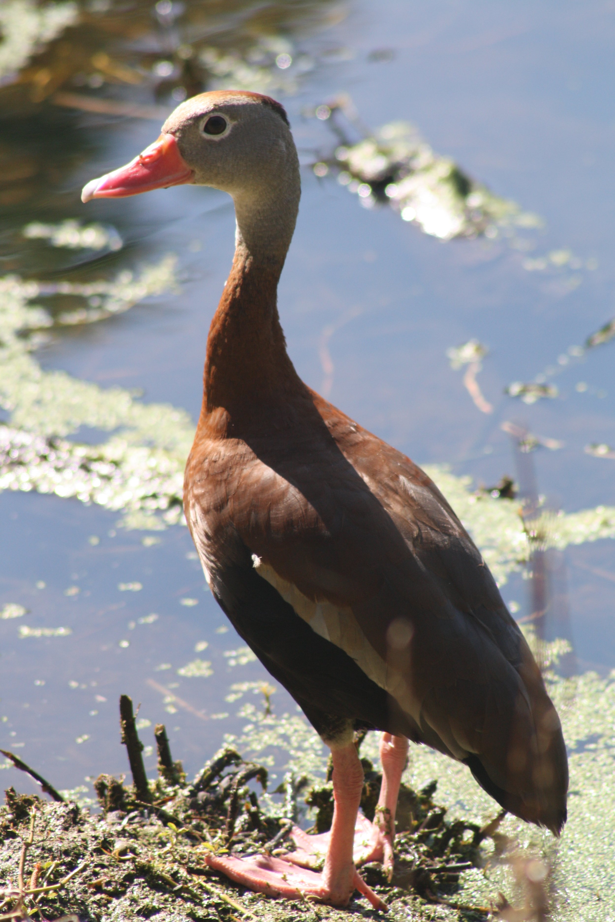 Black Bellied Whistling Duck, Hilton Head Island, SC, 2026.