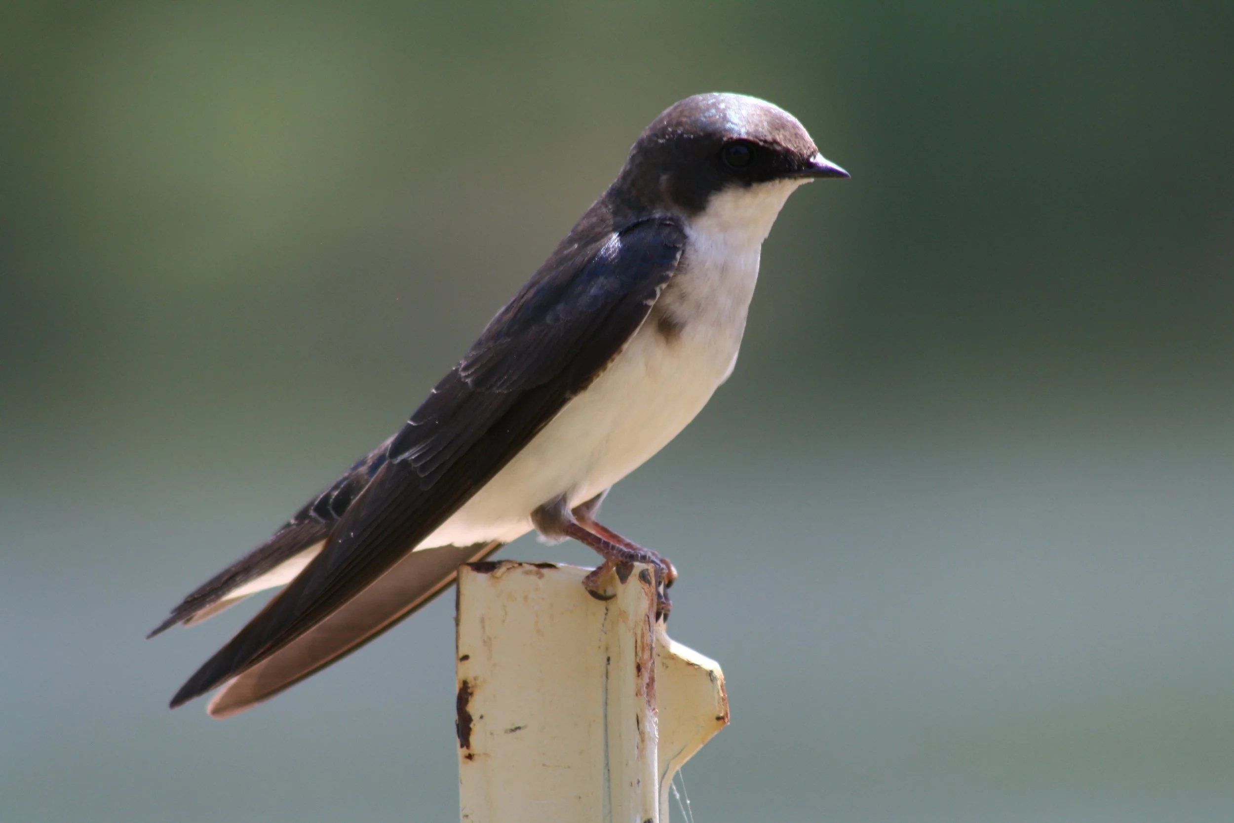 Tree Swallow, Panola Mountain, GA, 2025.