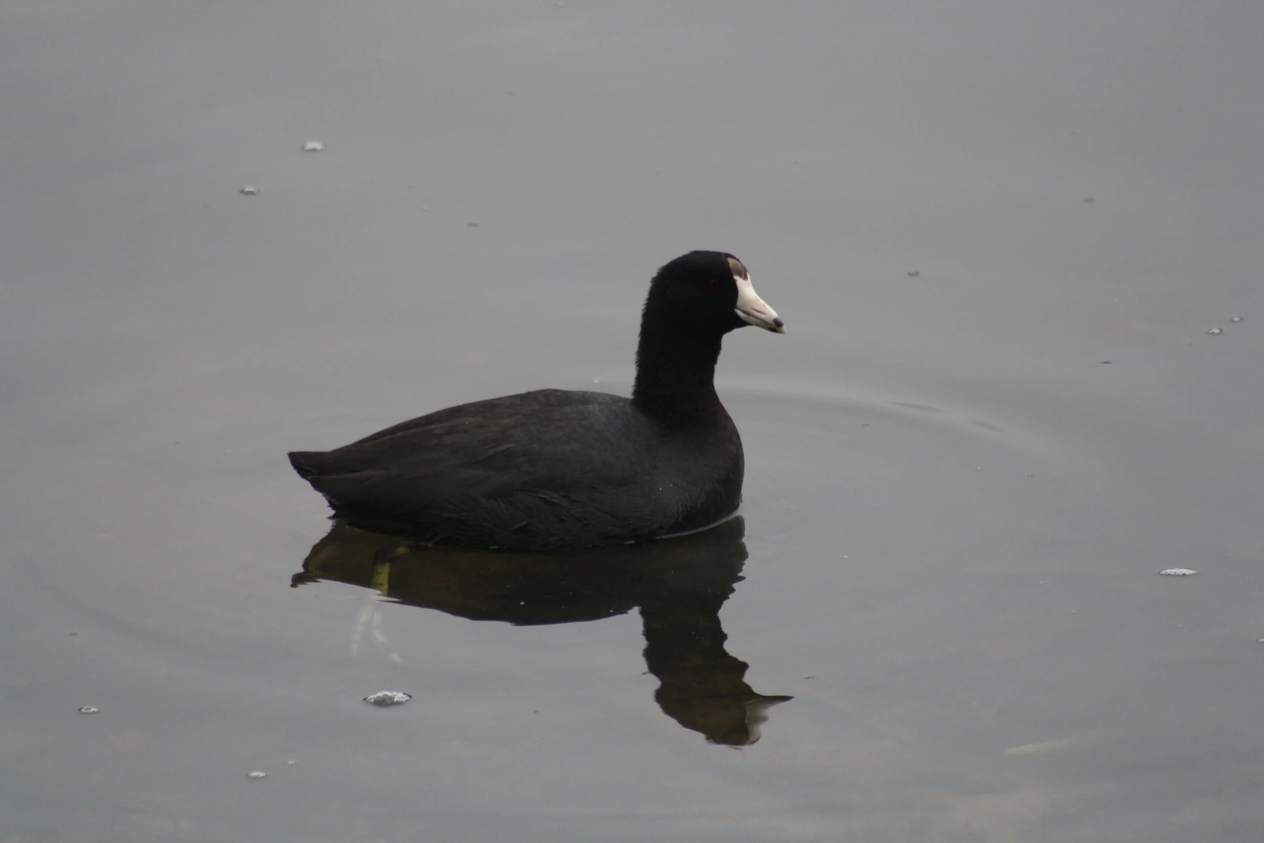 American Coot, Savannah, GA, 2026.