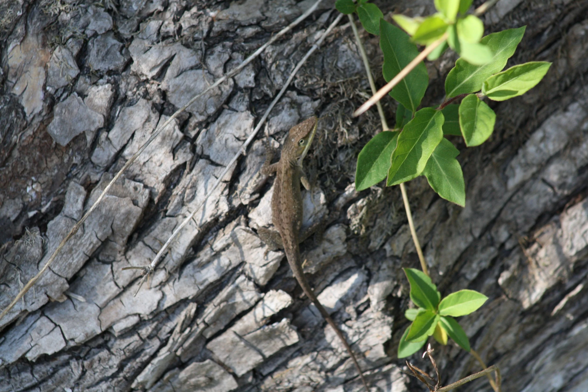 Green Anole, Roswell, GA, 2025.