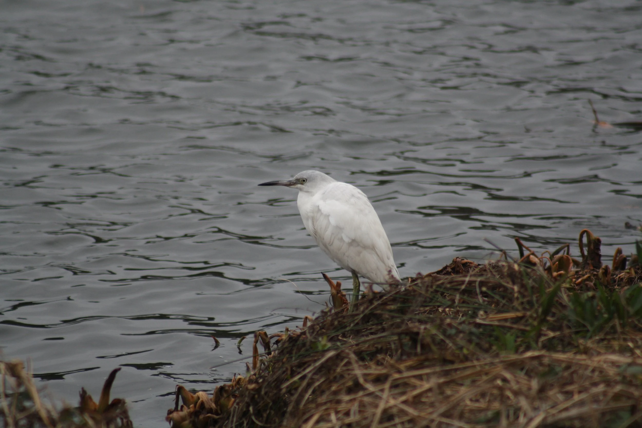 Little Blue Heron, Savannah, GA, 2026.