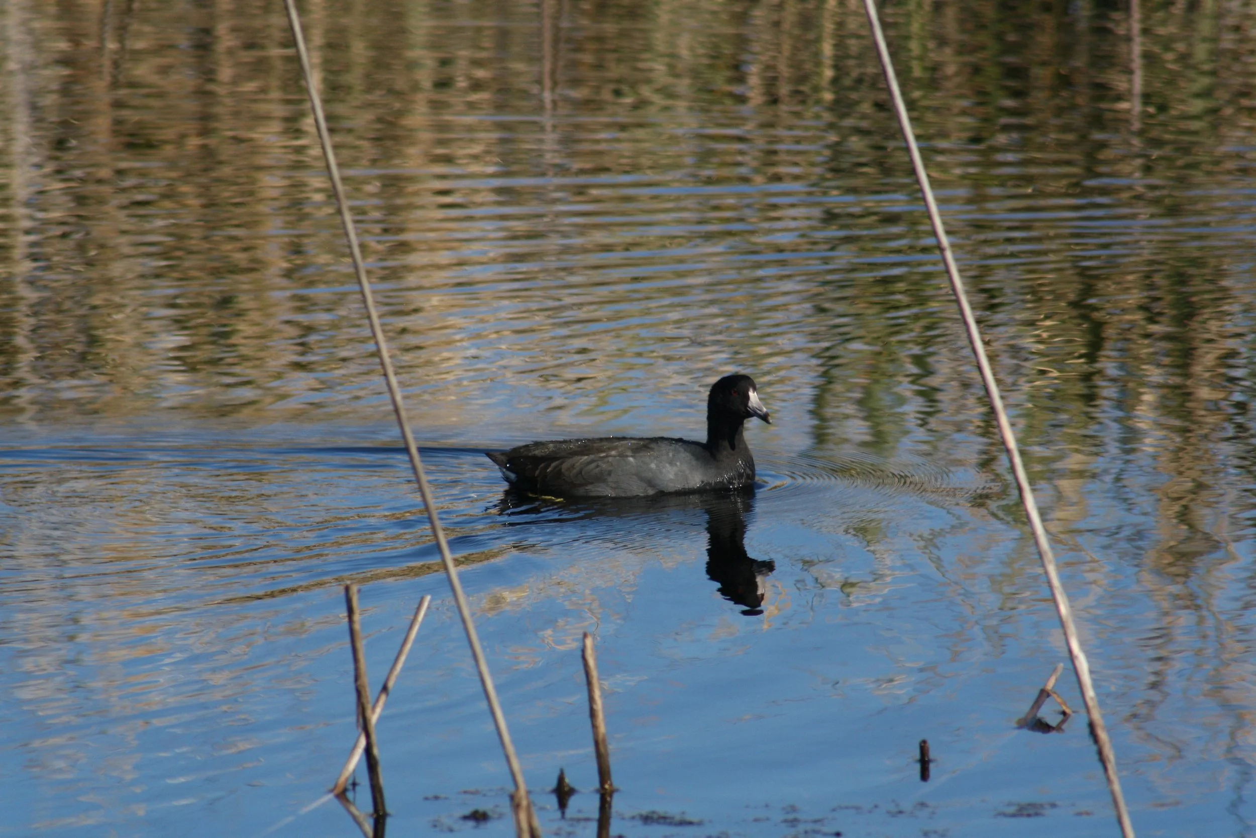 American Coot, Savannah, GA, 2025.