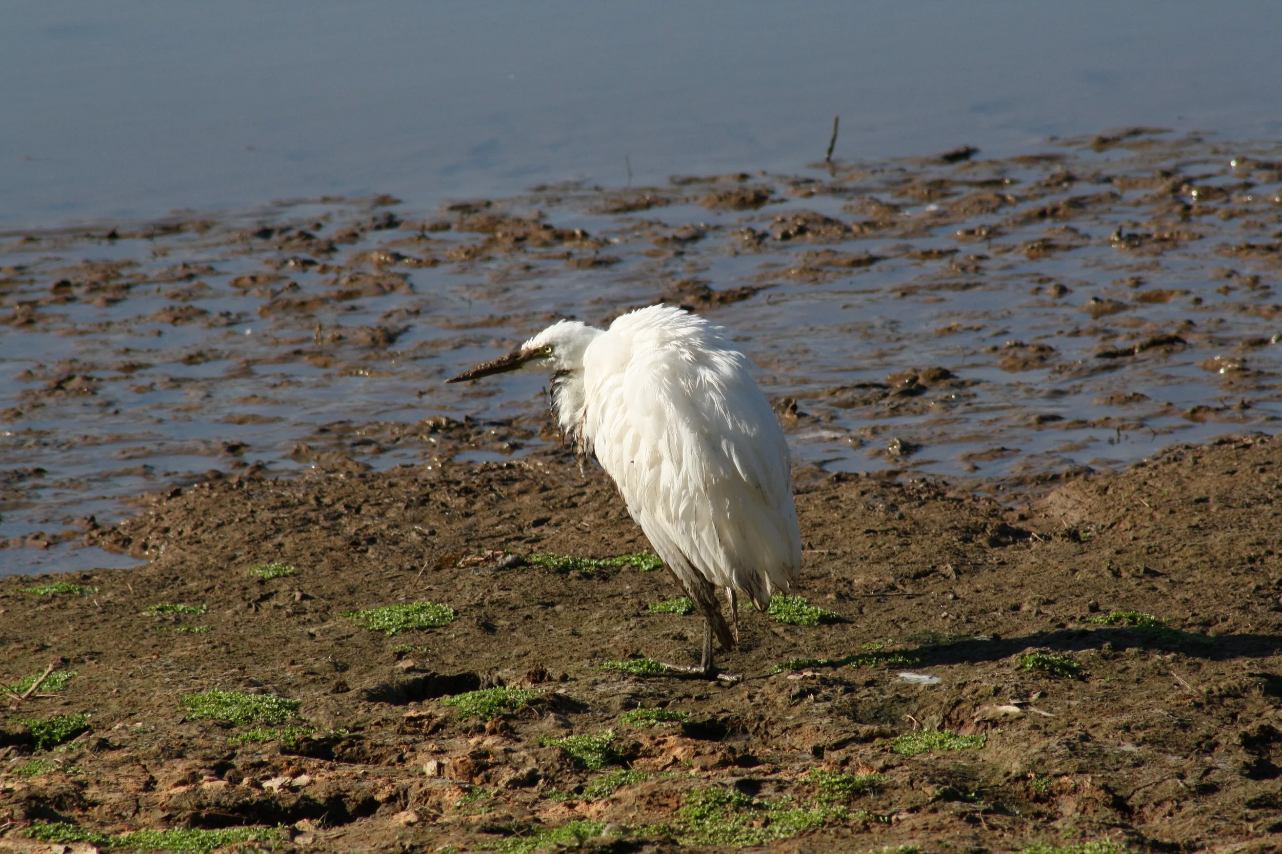 Great Egret, Atlanta, GA, 2025.