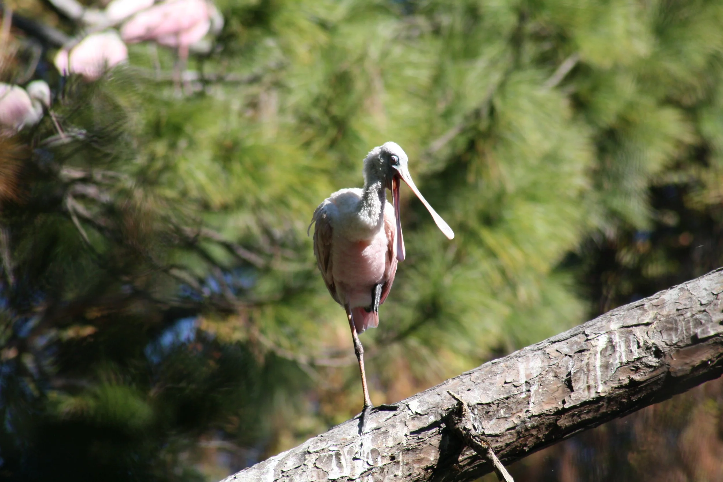 Roseate Spoonbill, Jekyll Island, GA, 2025.