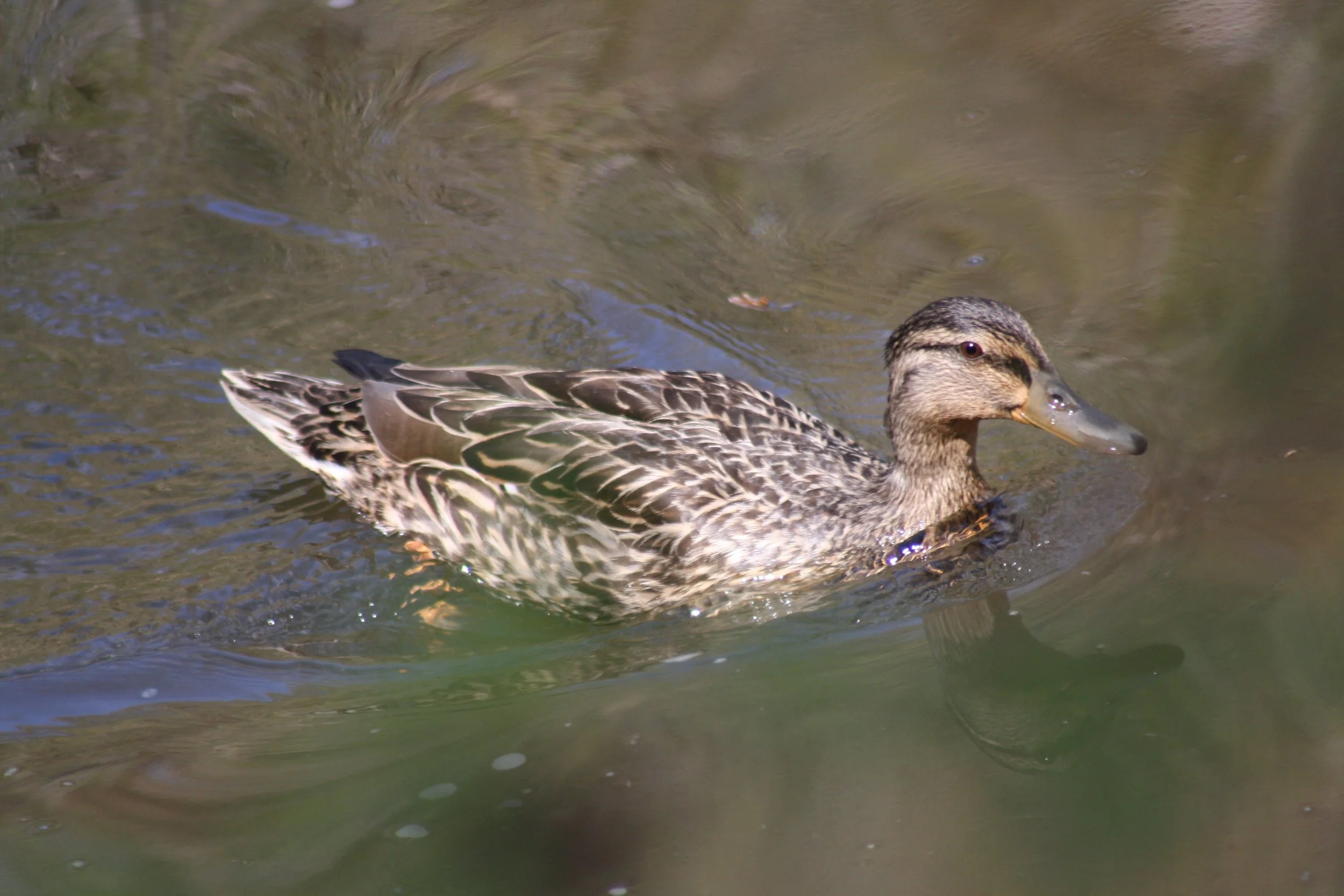 Mallard, Atlanta, GA, 2025.