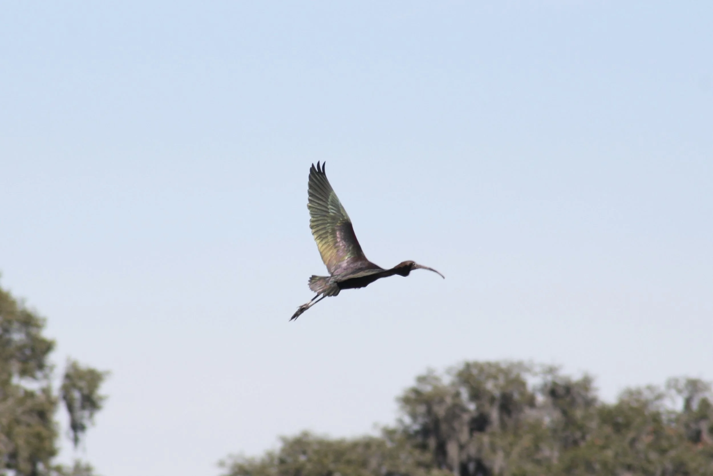 Glossy Ibis, Savannah, GA, 2026.