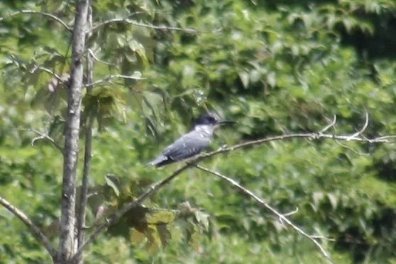 Belted Kingfisher, Suwanee, GA, 2025.
