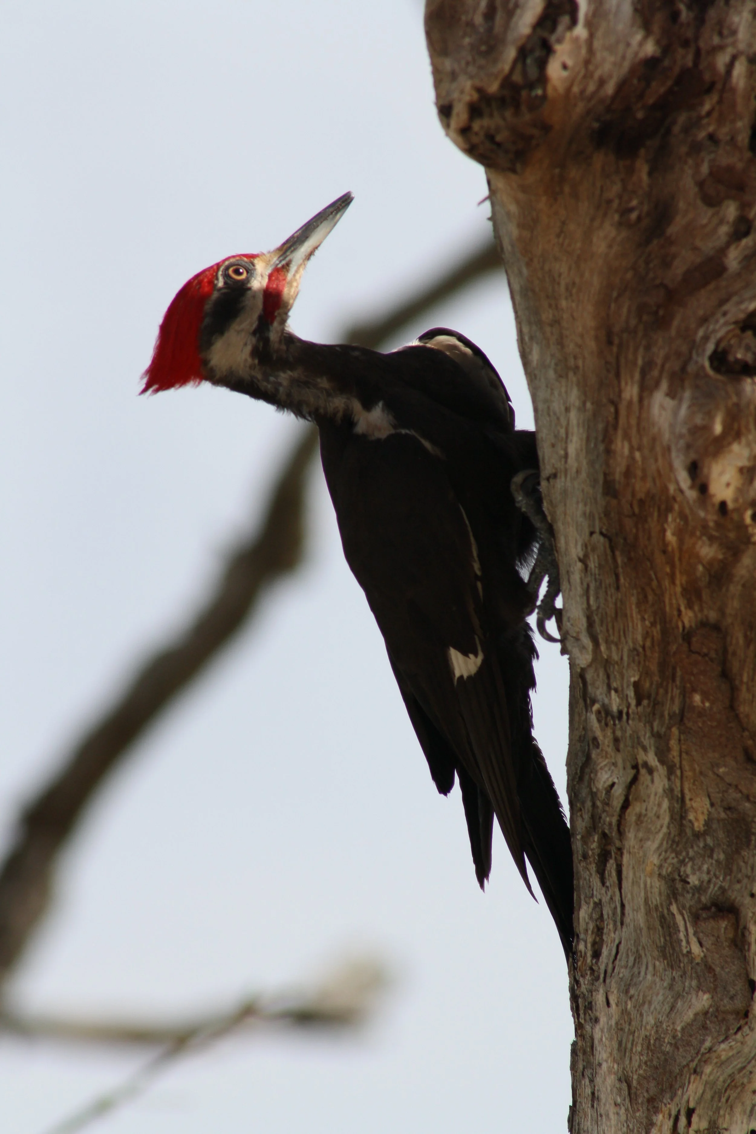 Pileated Woodpecker, Jekyll Island, GA, 2025.