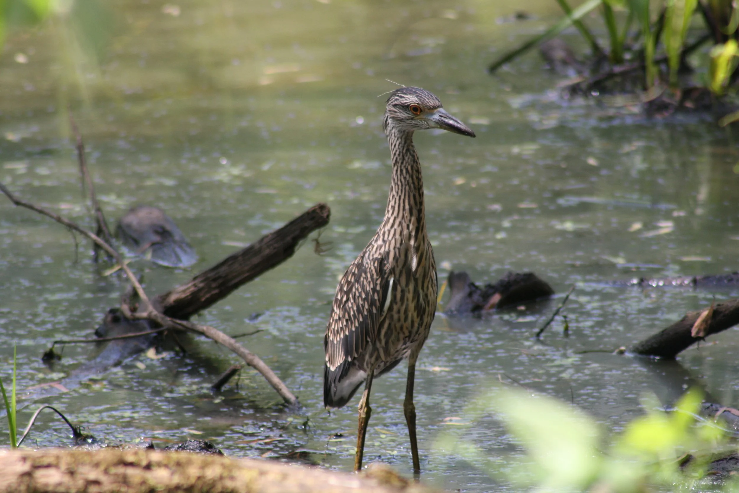 Yellow Crowned Night Heron, Suwanee, GA, 2025.