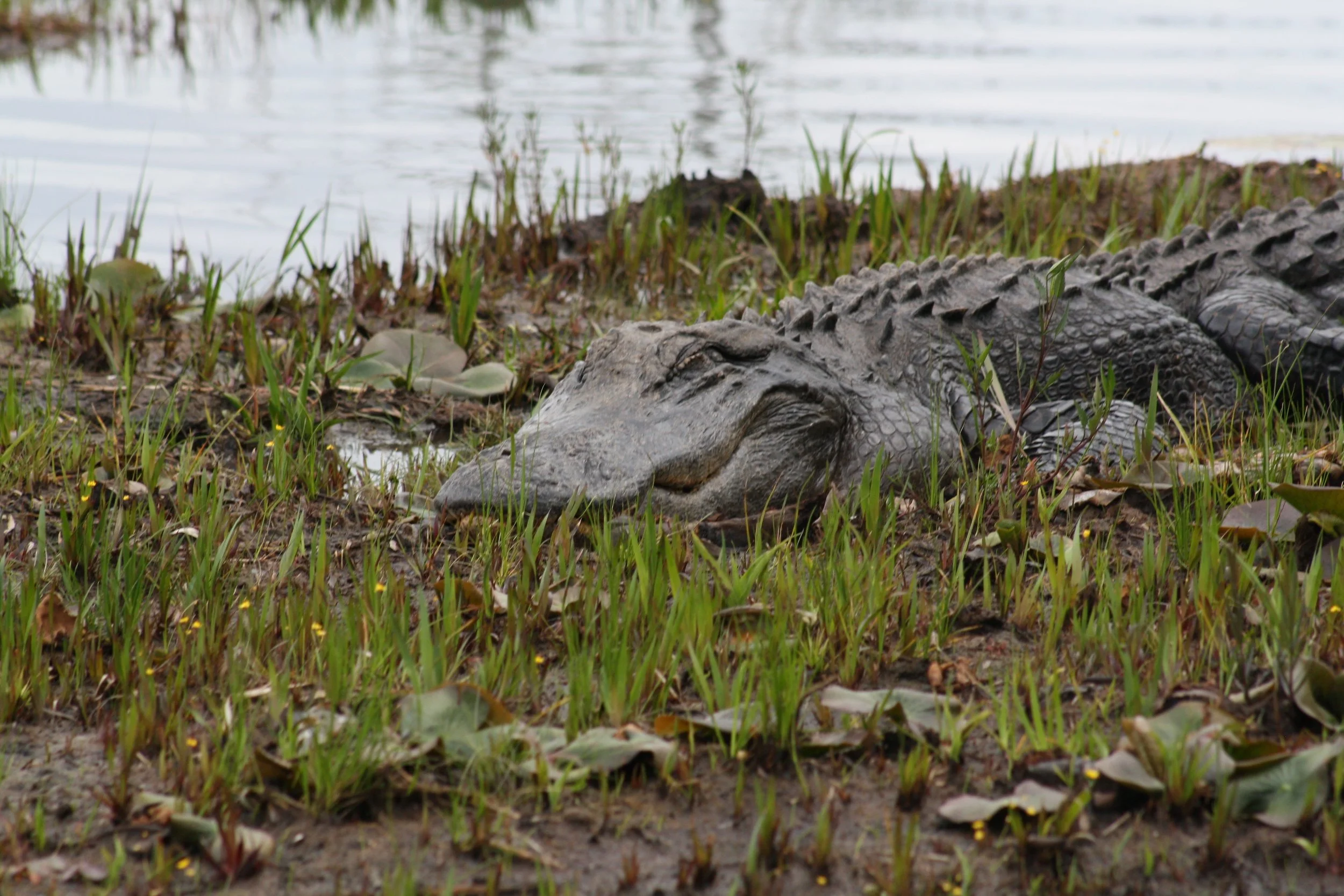 Alligator, Okefenokee Swamp, GA, 2025.
