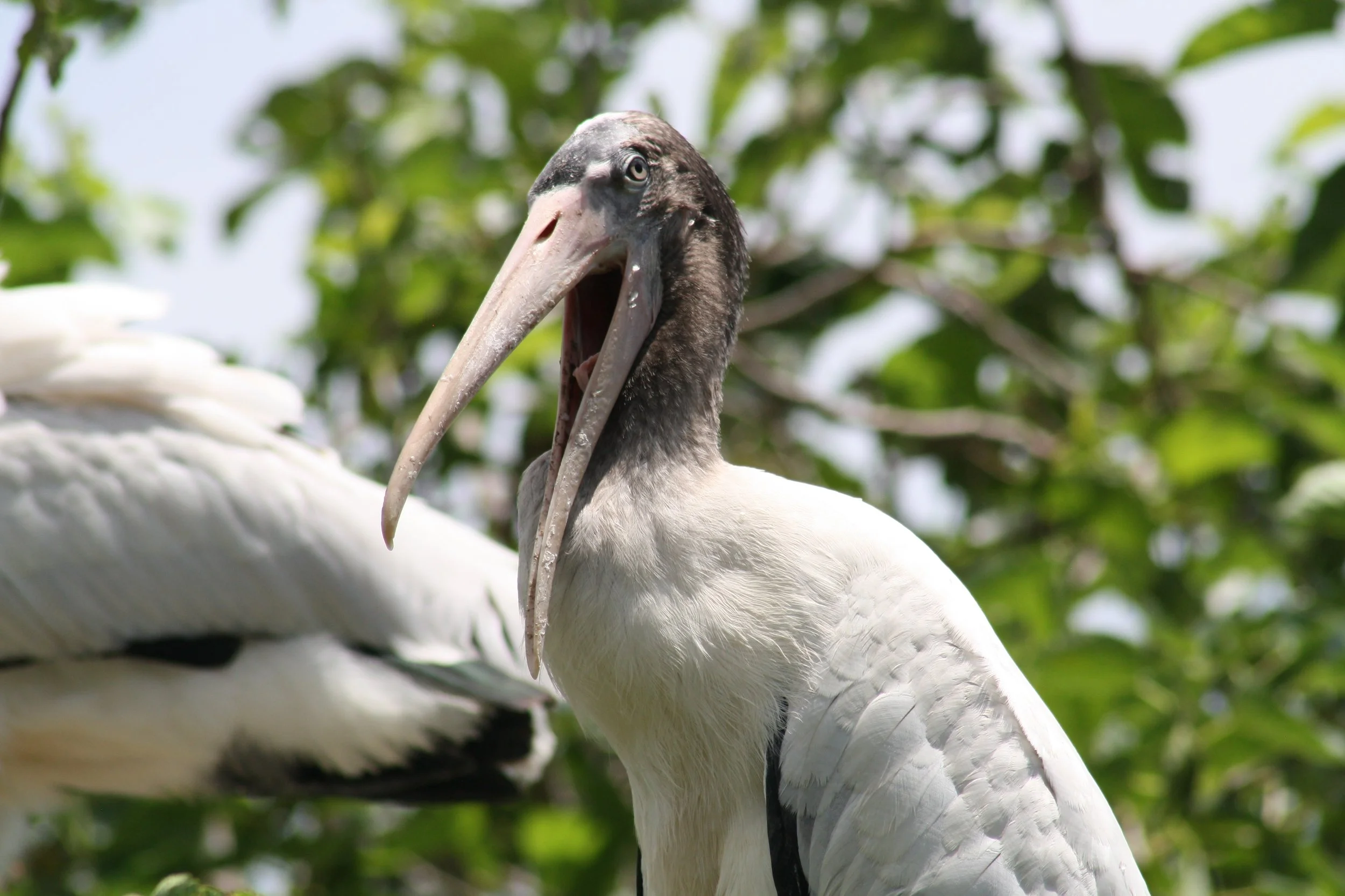 Wood Stork, Port Royal, SC, 2026.