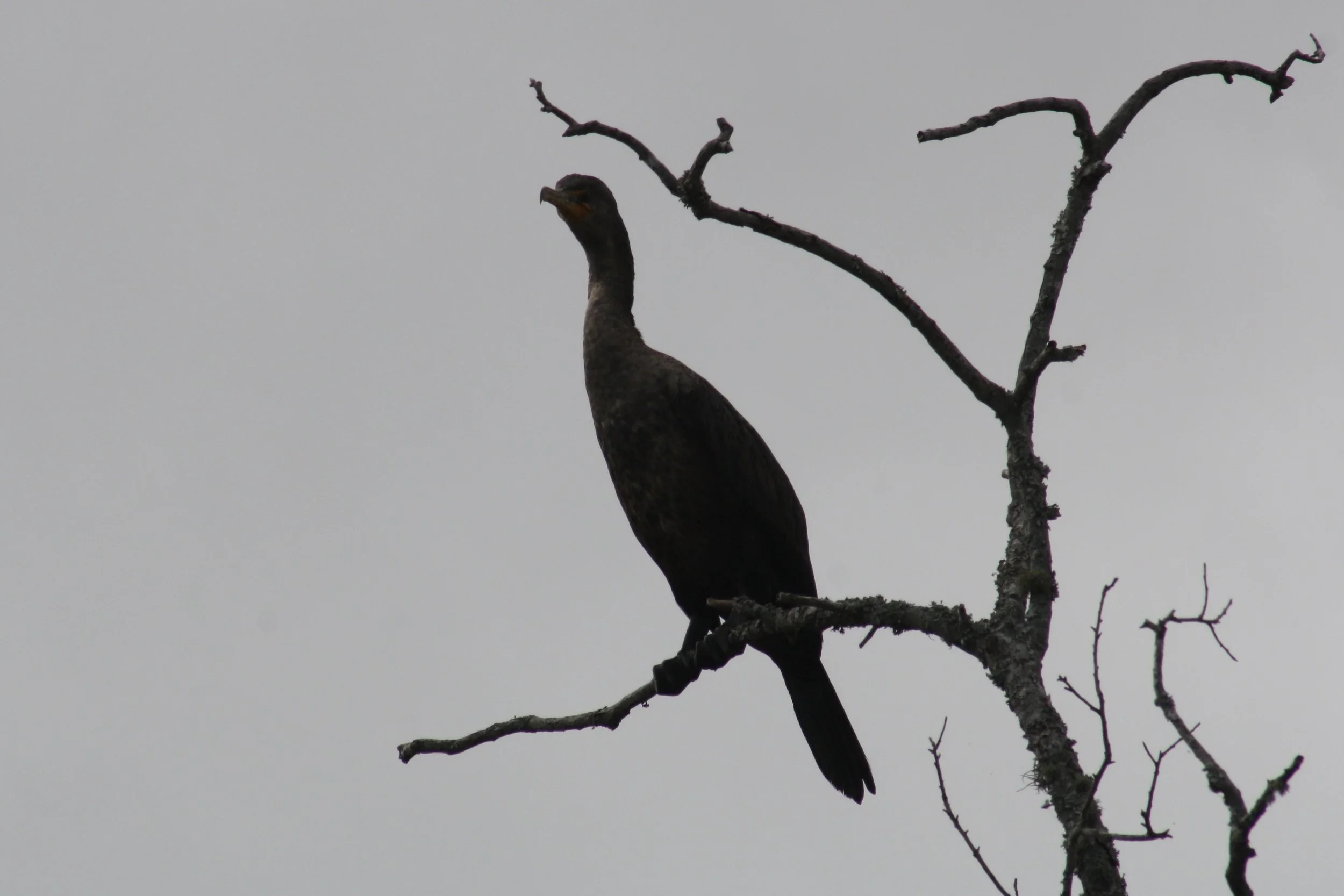 Double Crested Cormorant, Savannah, GA, 2026.