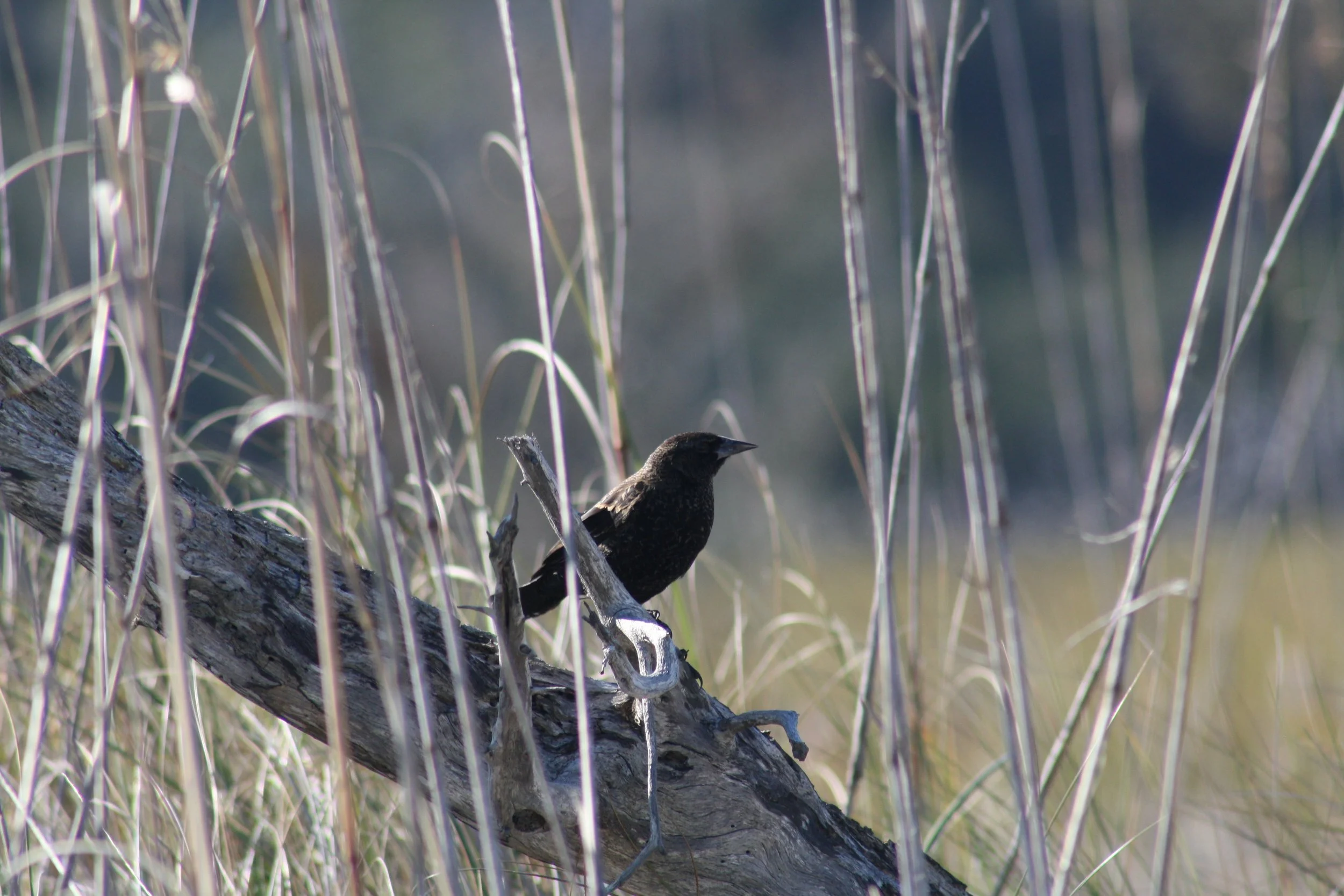 Red Winged Blackbird, Jekyll Island, GA, 2025.