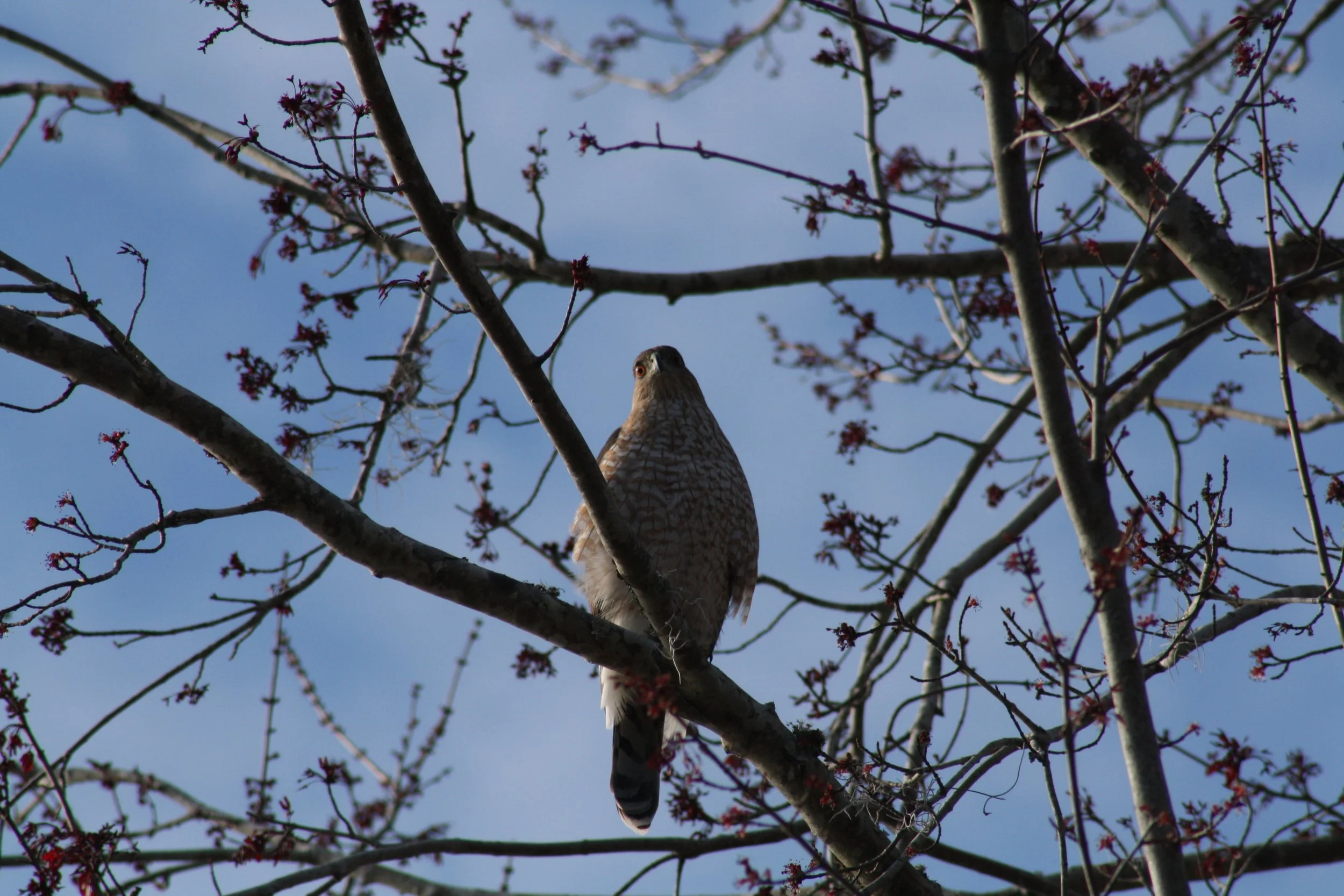 Cooper's Hawk, Savannah, GA, 2026.